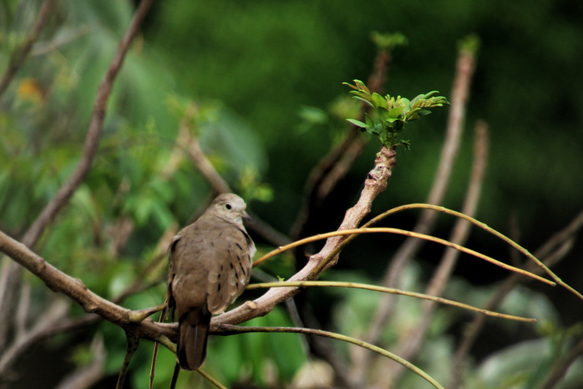 Canon EOS M10 sample photo. Bird photography
