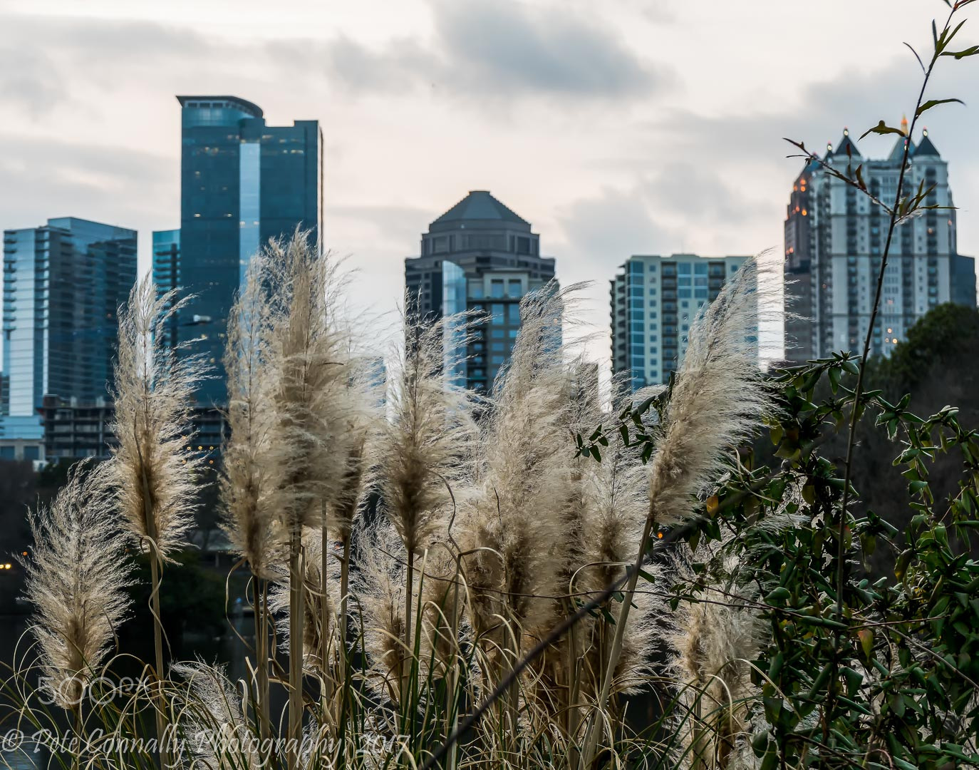 Sony a6300 + Sony Vario-Tessar T* E 16-70mm F4 ZA OSS sample photo. Bushy skyline photography