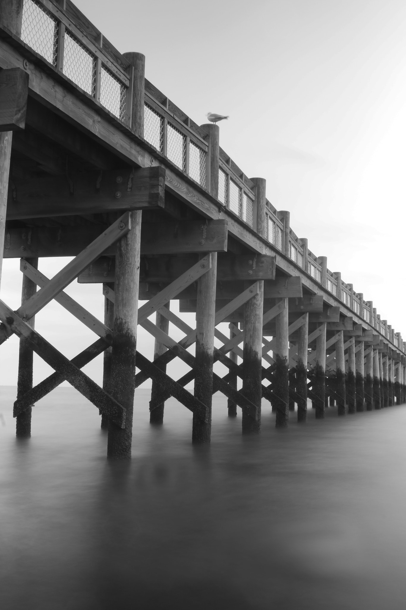 Canon EOS 750D (EOS Rebel T6i / EOS Kiss X8i) sample photo. The lone bird on the pier photography
