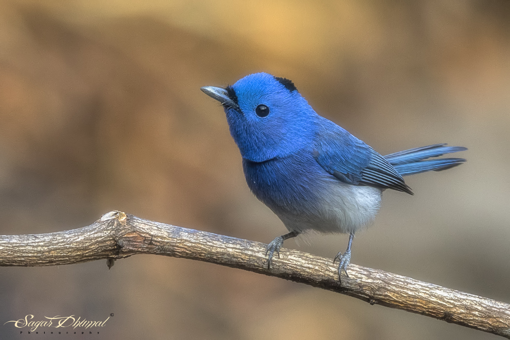 Canon EF 500mm F4L IS II USM sample photo. Black-naped monarch-male photography