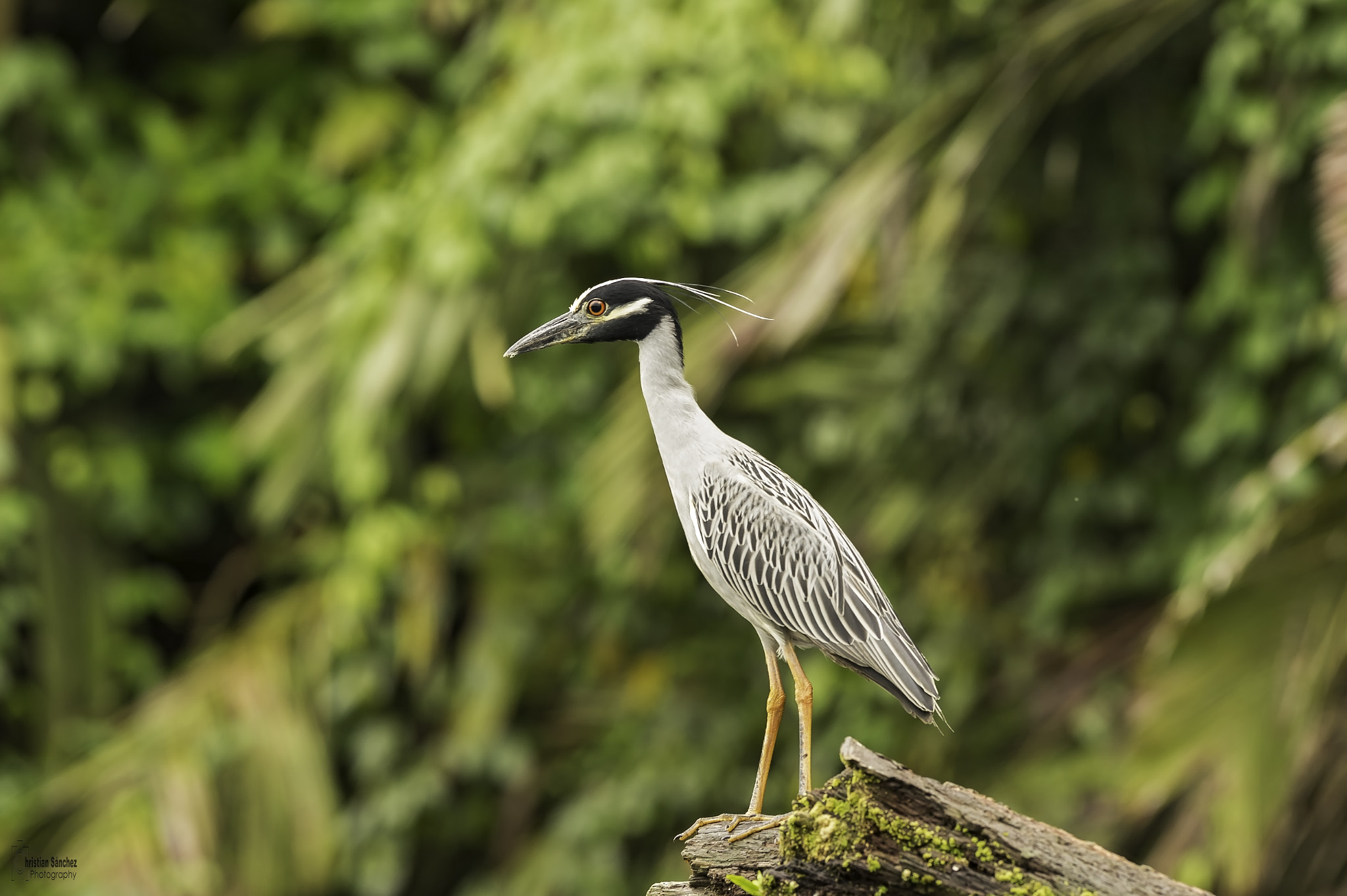 Nikon AF-S Nikkor 300mm F2.8G ED VR II sample photo. Yellow-crowned night heron photography