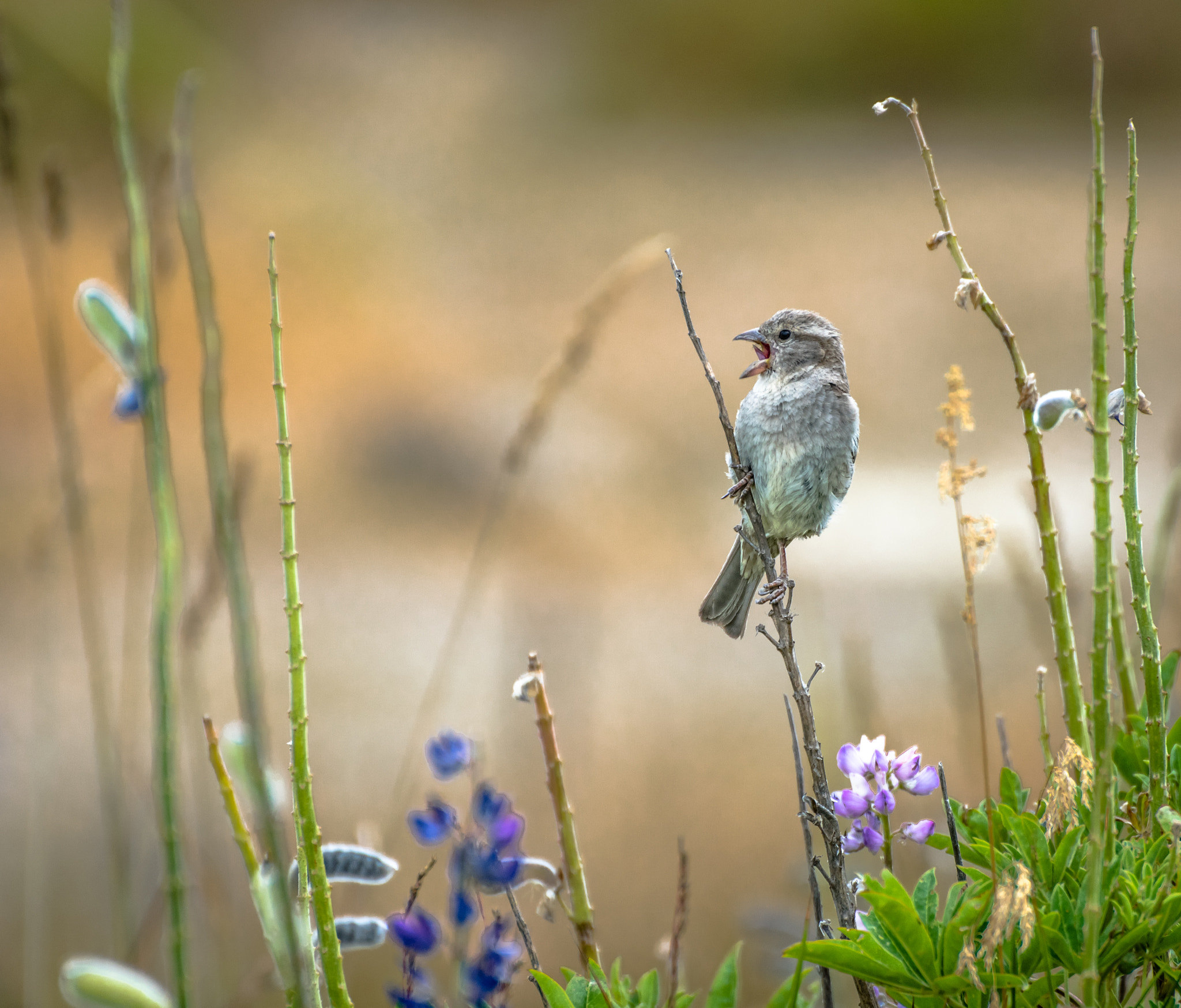 Nikon D3400 sample photo. Bird at tekapo photography