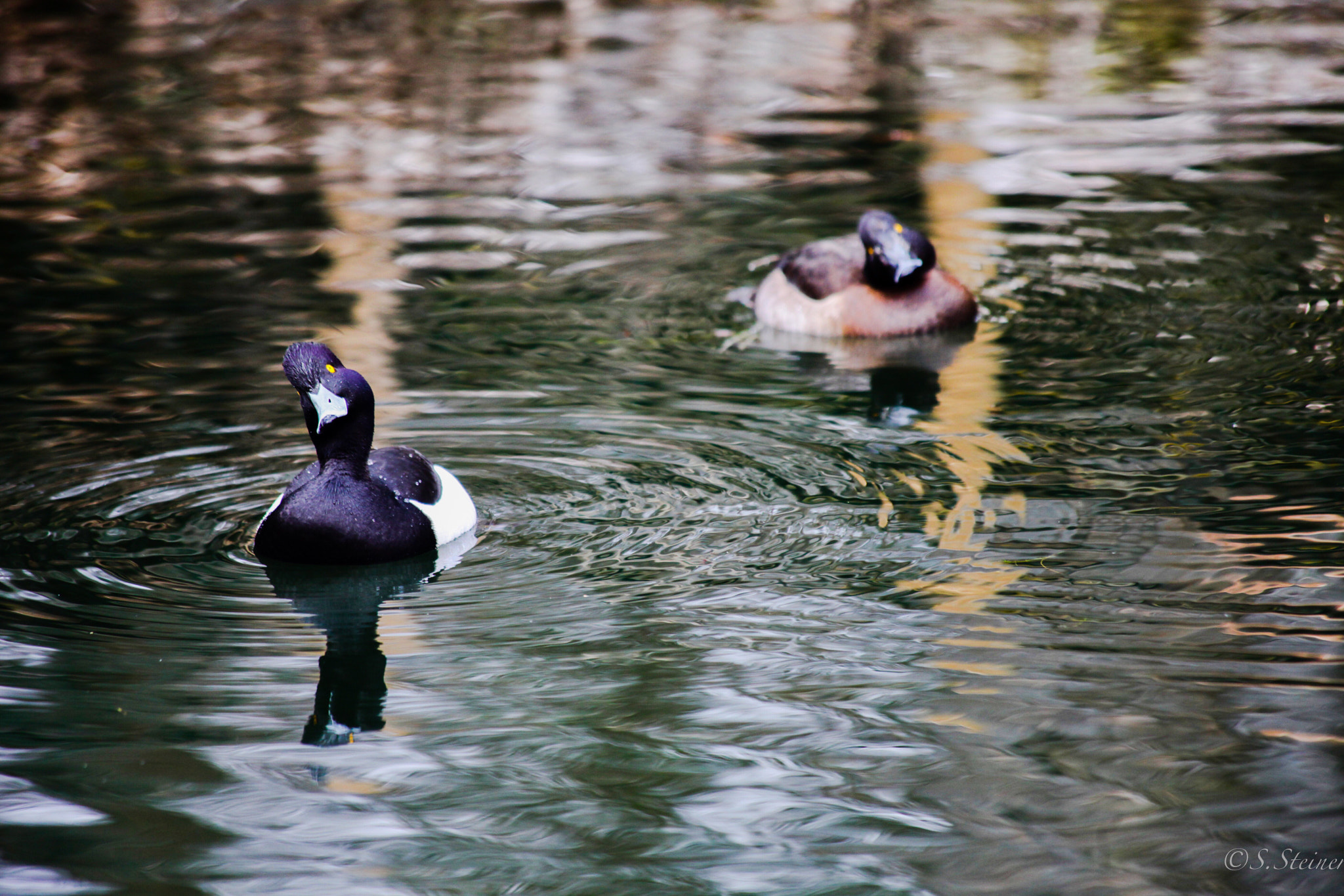 Canon EF 70-300mm F4-5.6 IS USM sample photo. What's up ? :) photography