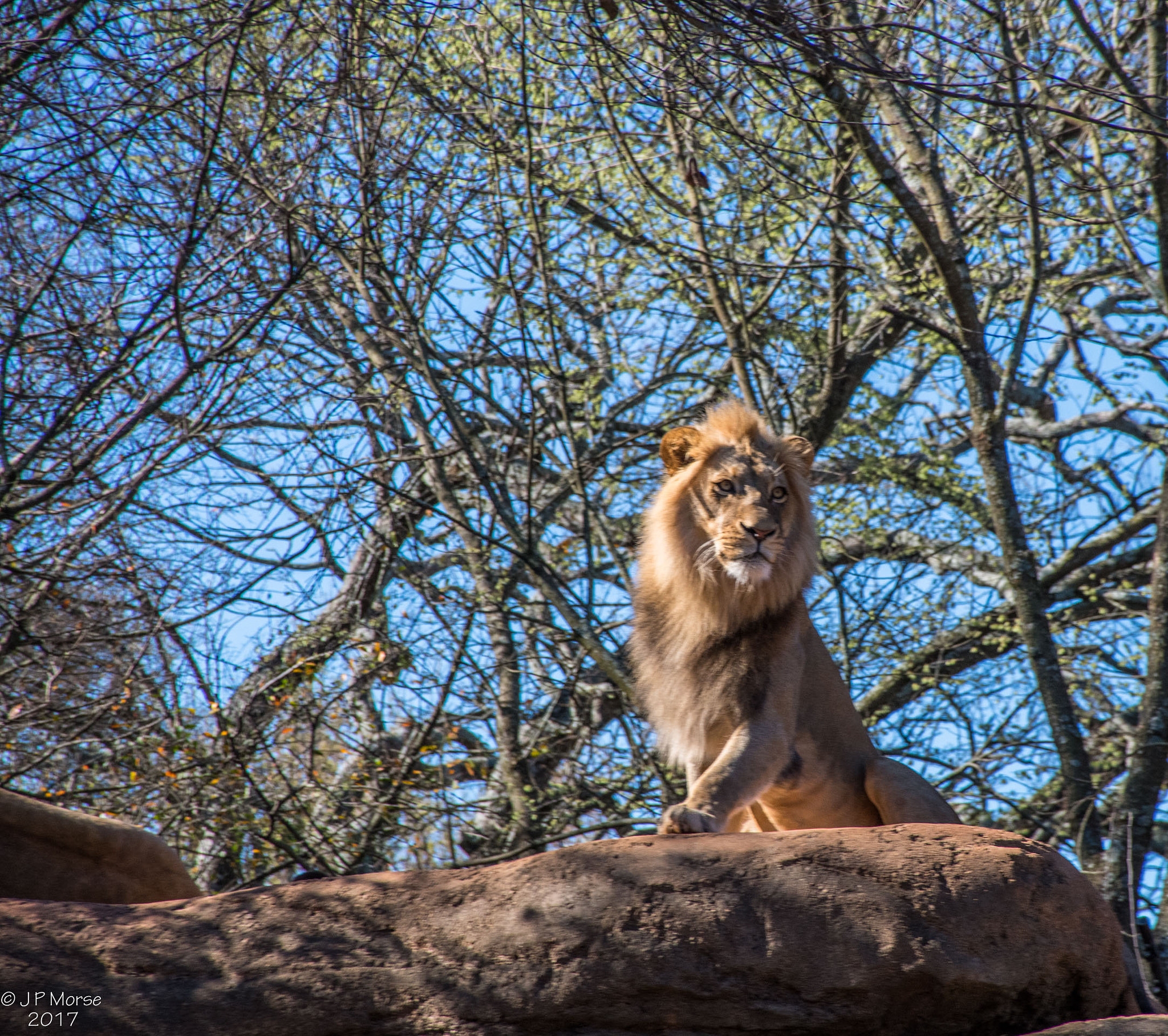 Nikon D500 sample photo. King of the beasts photography