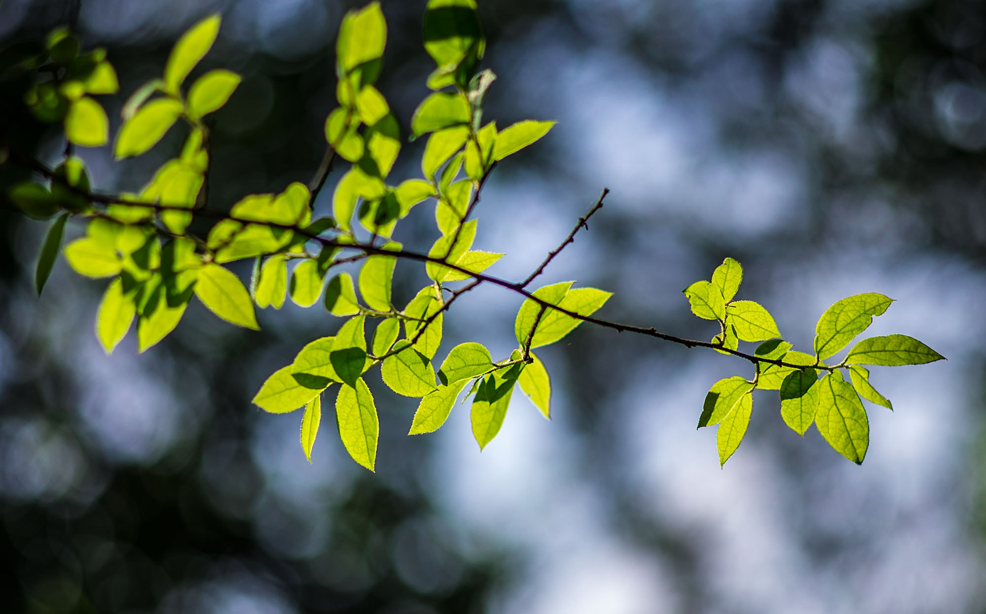 Pentax K-5 sample photo