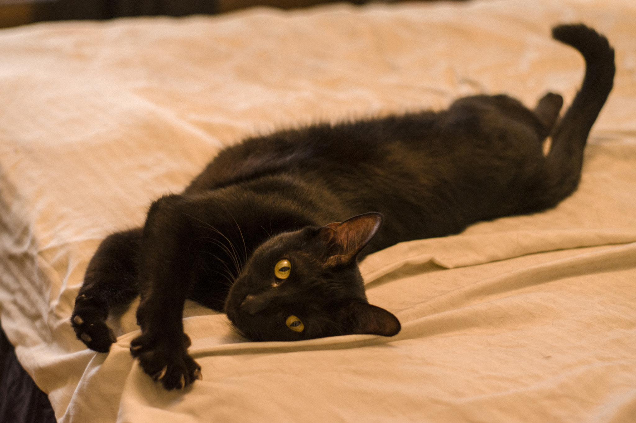 Nikon D5500 sample photo. Anarchy photography