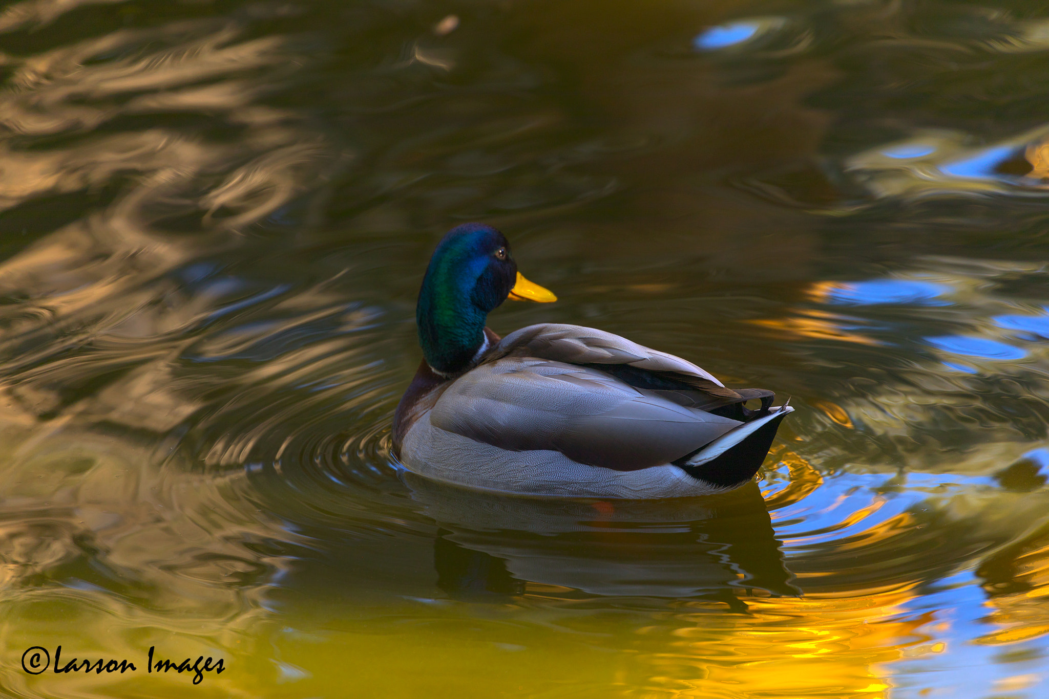Canon EF 70-300mm F4-5.6L IS USM sample photo. Mallard on the golden pond photography