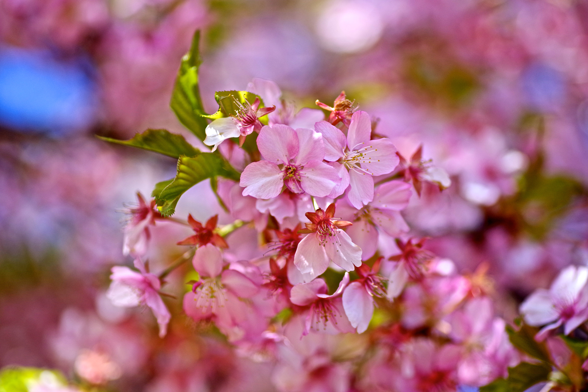 Tamron SP AF 90mm F2.8 Di Macro sample photo. A lot of blossoms photography