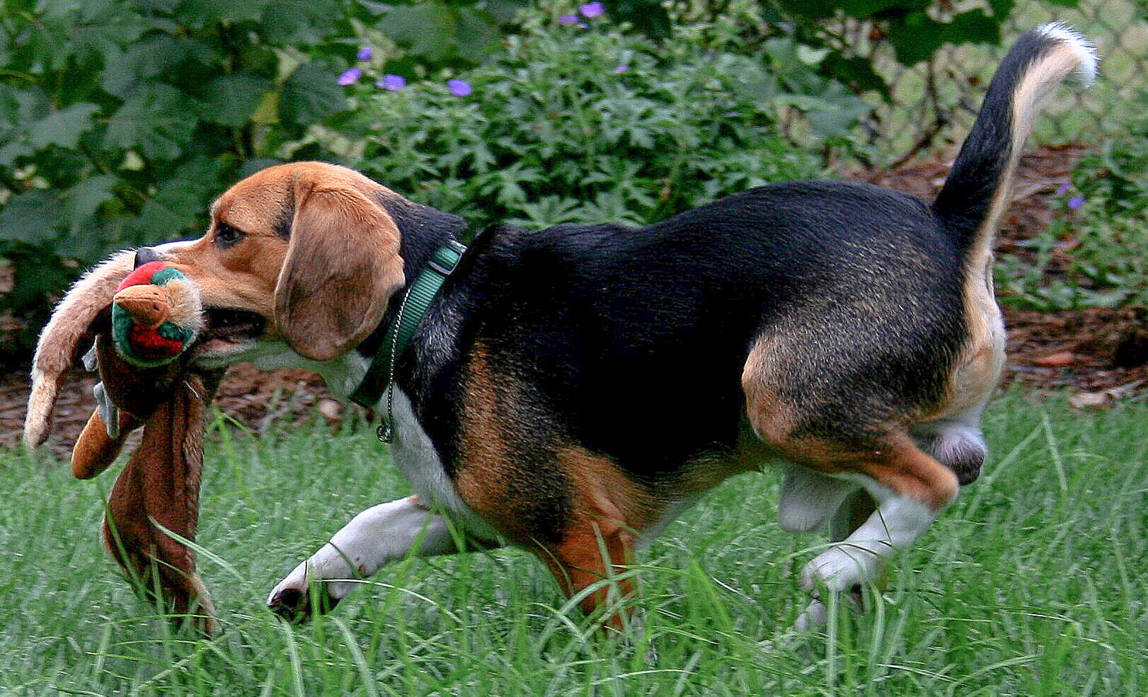 Canon EF 28-70mm f/3.5-4.5 sample photo. Run, quinn, run! photography