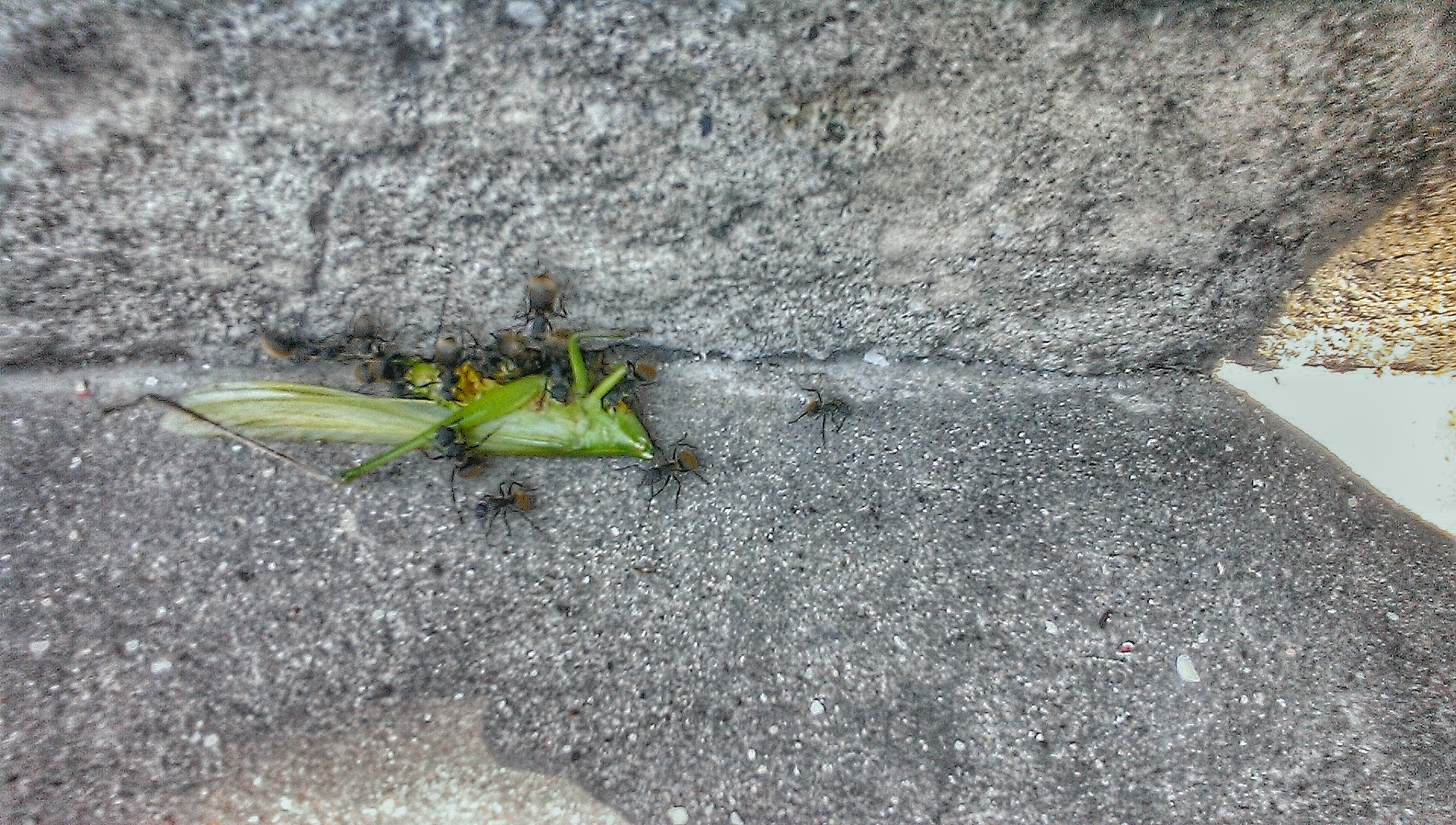 HTC ONE GOOGLE PLAY EDITION sample photo