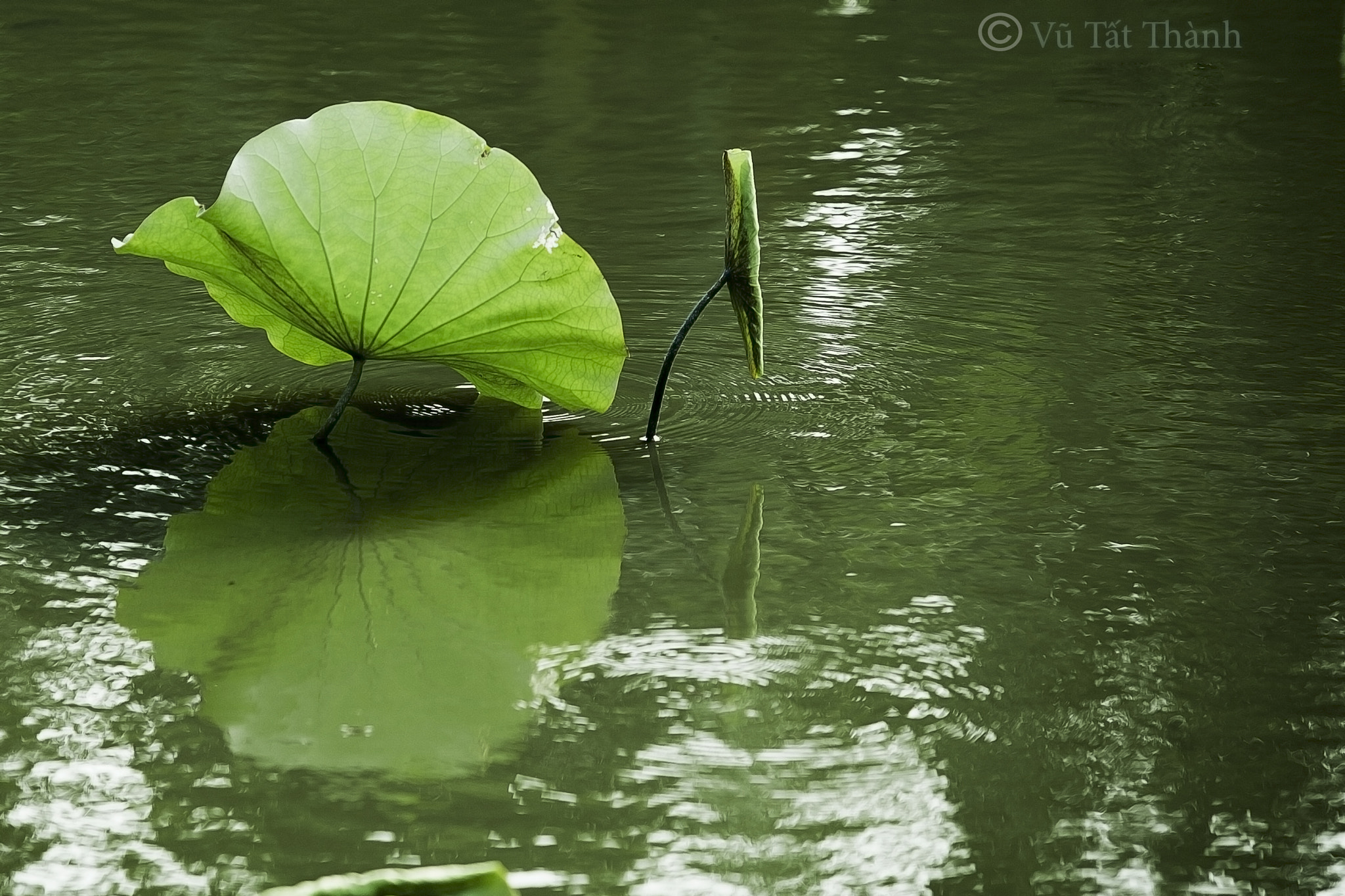 Canon EF 70-200mm F2.8L USM sample photo. Lotus photography