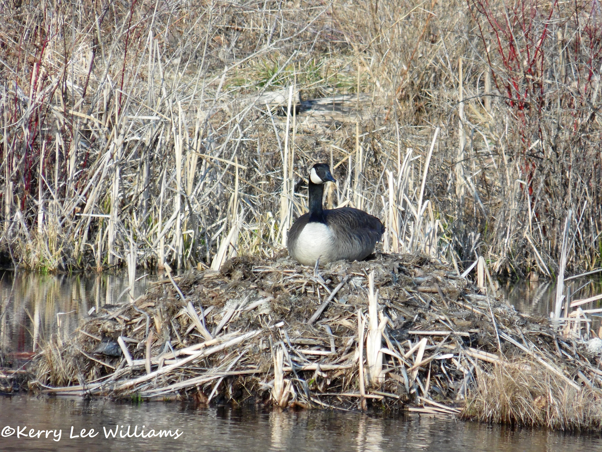 Samsung WB110/  WB111 sample photo. Nesting photography