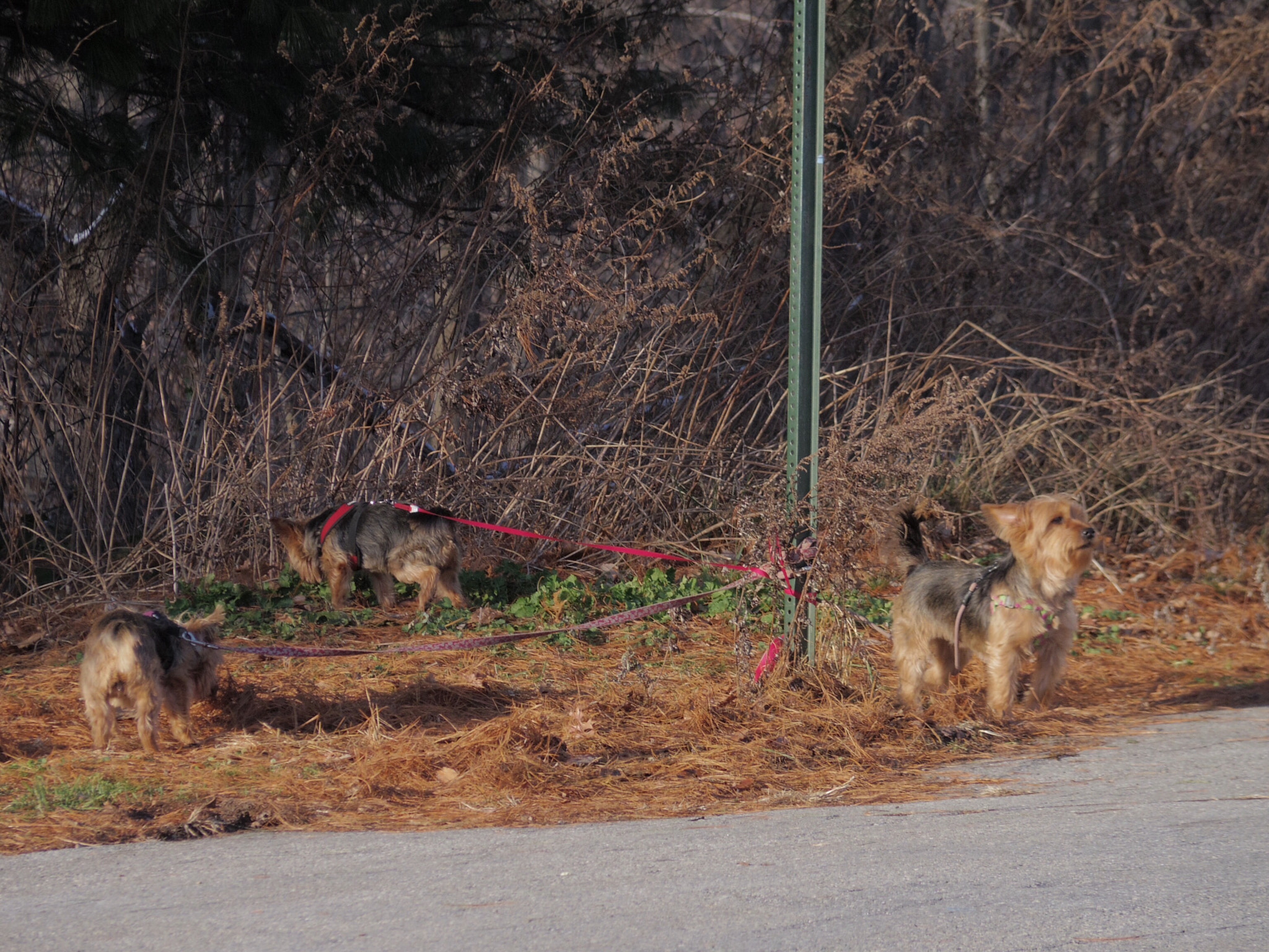 Pentax Q-S1 sample photo. Three dog day photography