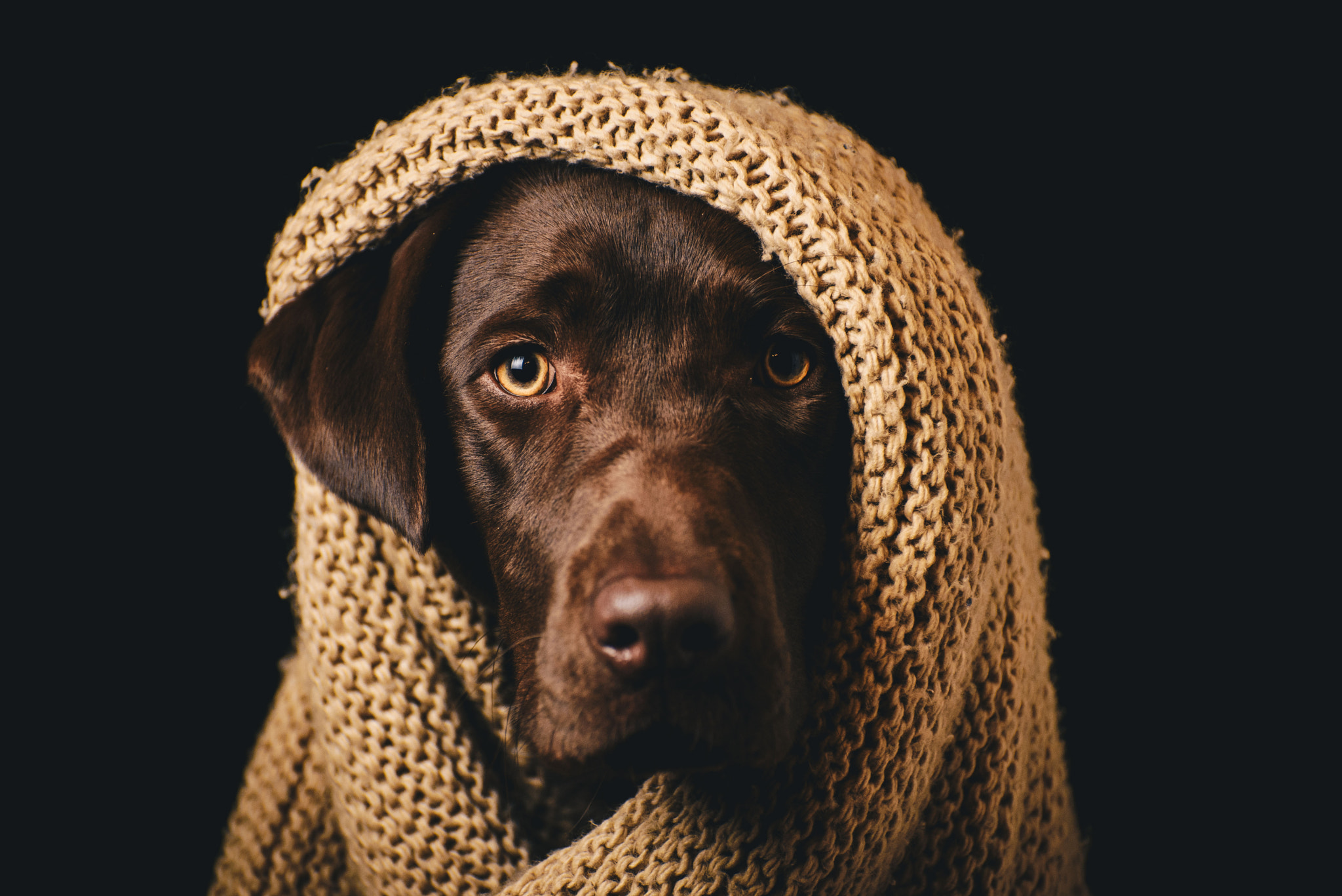 Nikon D600 sample photo. Dog in the scarf photography