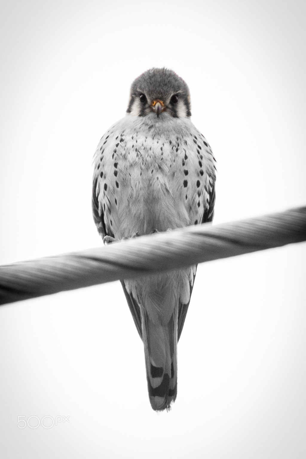 Sony 70-400mm F4-5.6 G SSM sample photo. American kestrel portrait photography