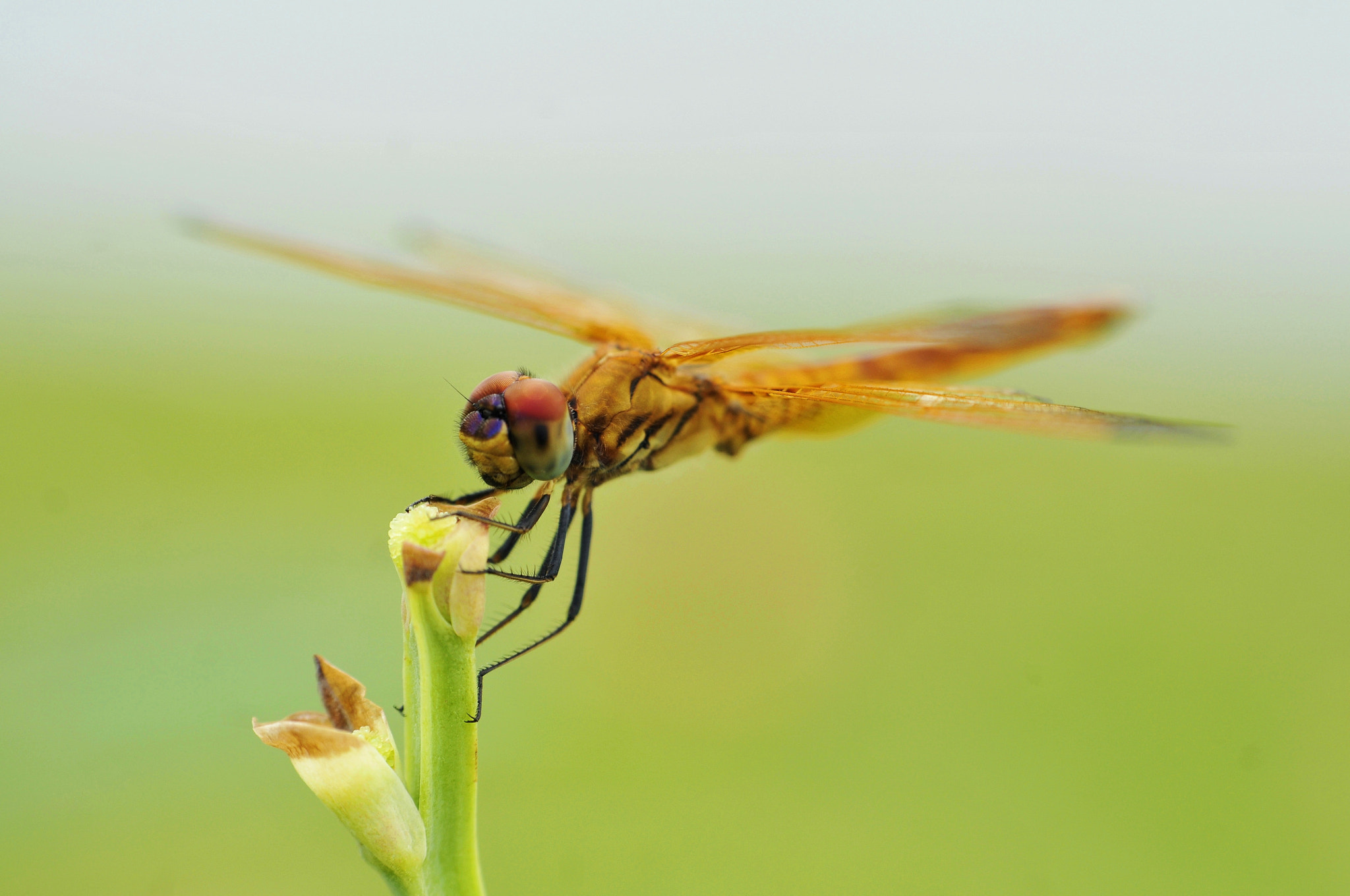 Nikon D300 + Nikon AF Nikkor 50mm F1.8D sample photo. Landing.... photography