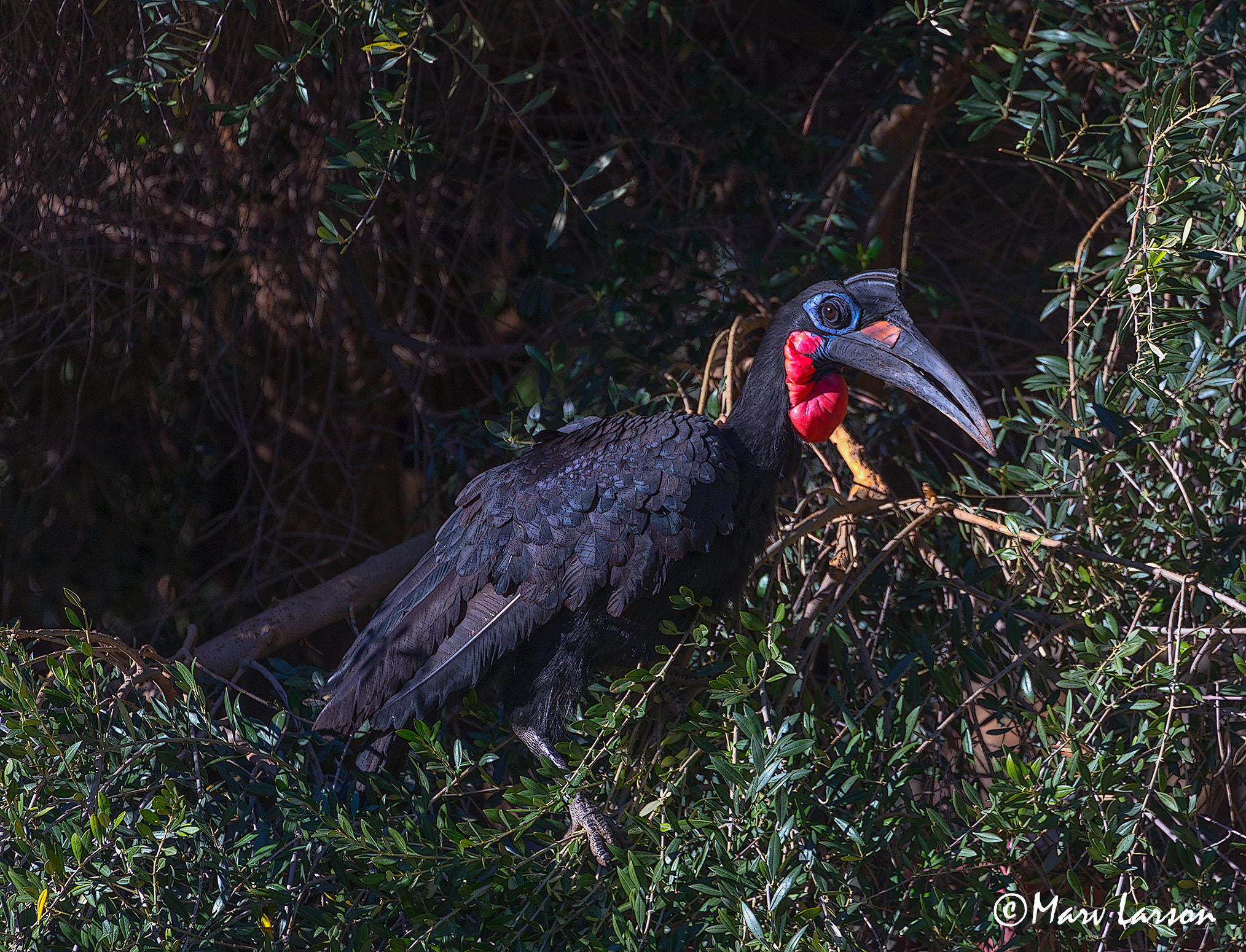 Canon EF 70-300mm F4-5.6L IS USM sample photo. Abyssinian ground hornbill photography