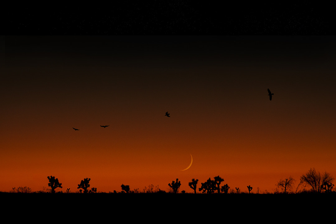 Canon EF 28-135mm F3.5-5.6 IS USM sample photo. Desert birds photography