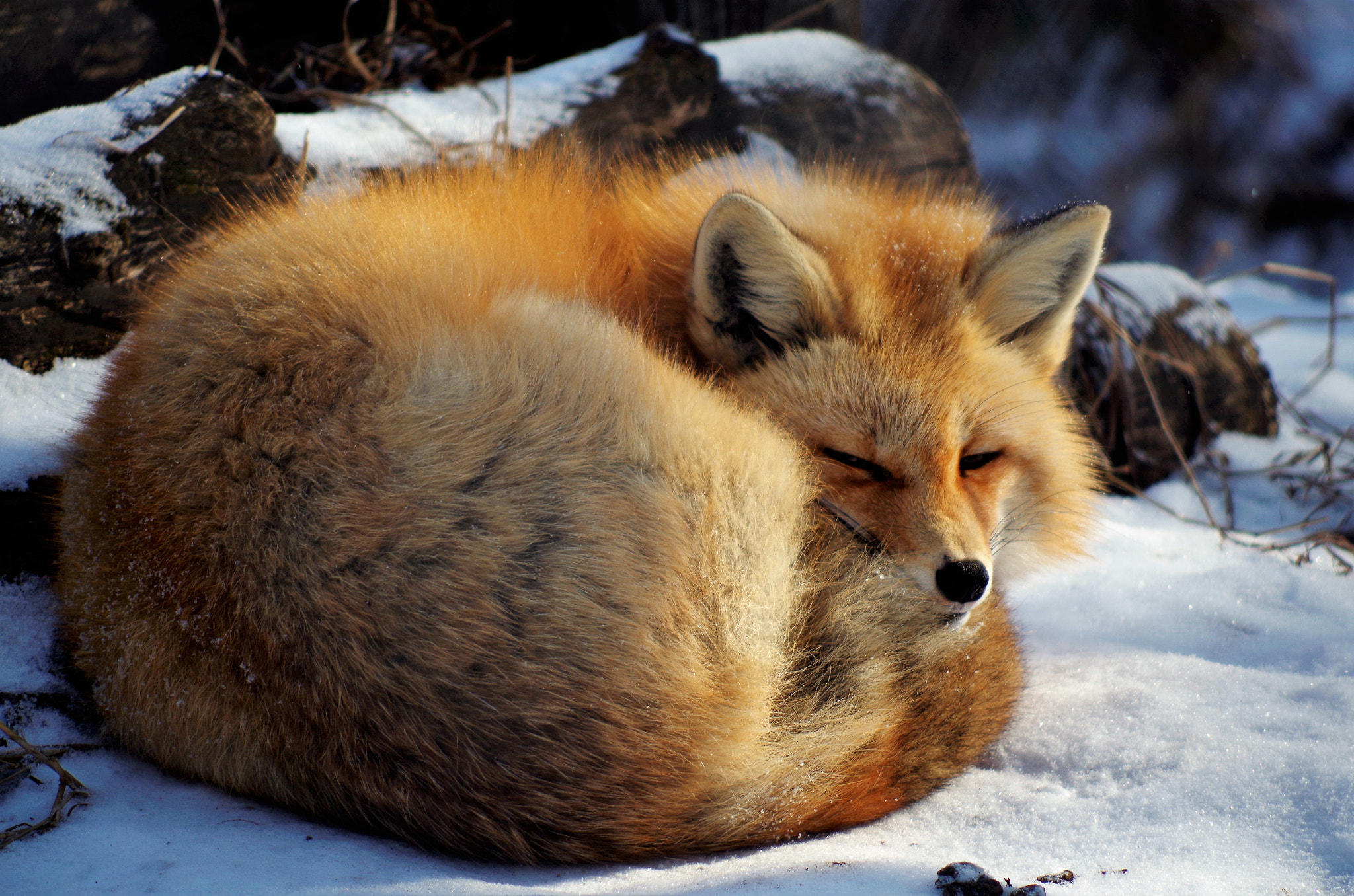 smc PENTAX-DA L 55-300mm F4-5.8 ED sample photo. Fox photography