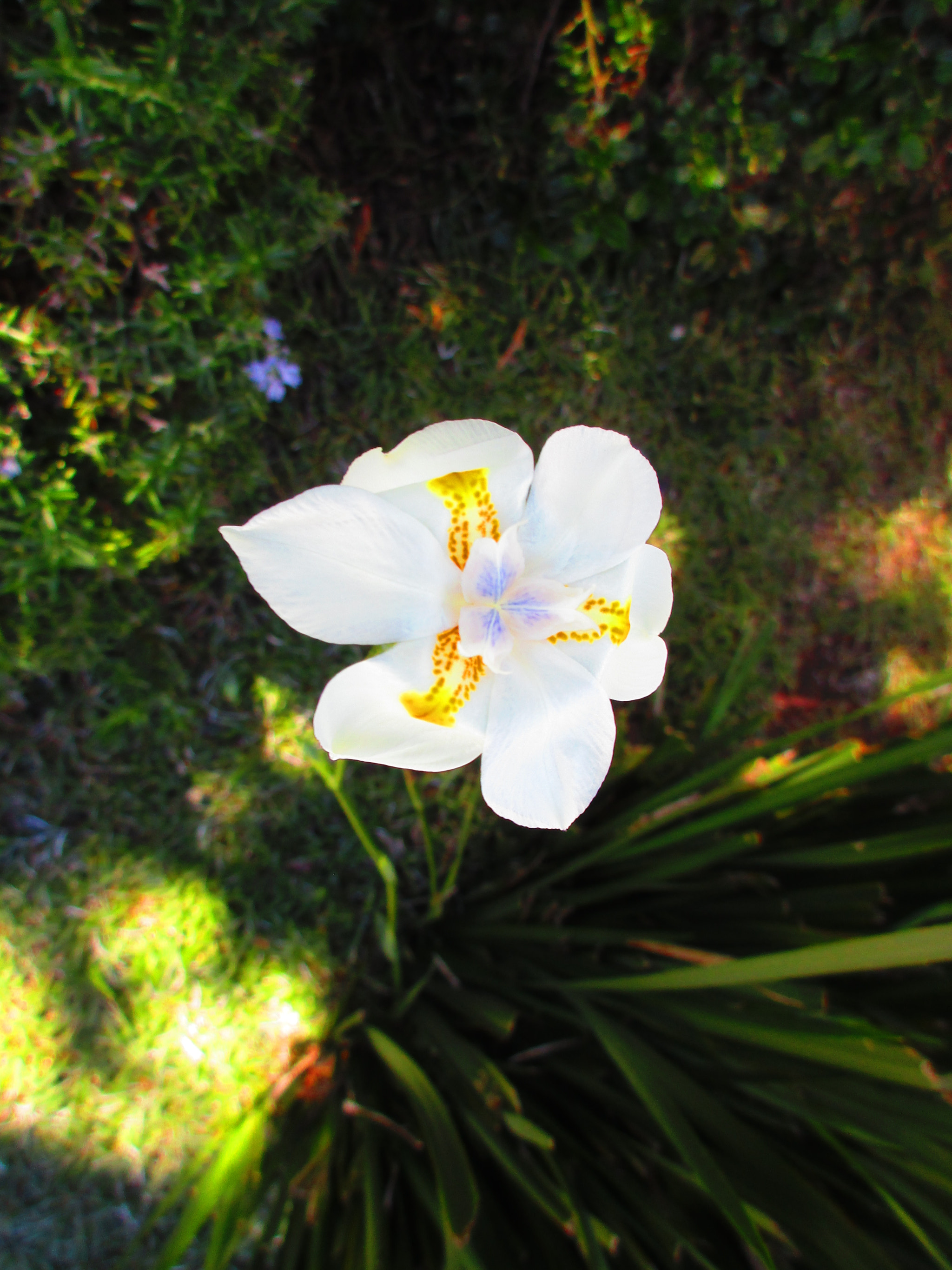 Canon PowerShot ELPH 170 IS (IXUS 170 / IXY 170) sample photo. White flower photography