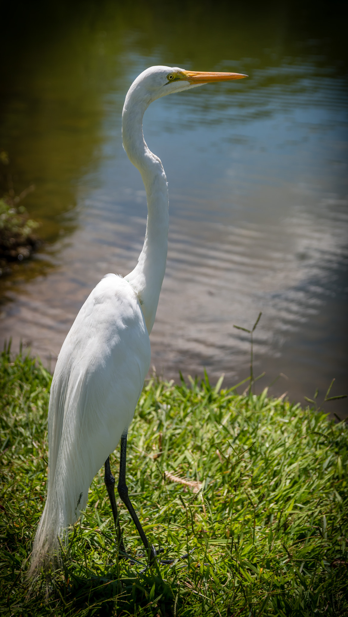Sigma 17-50mm F2.8 EX DC OS HSM sample photo. Yellow eye photography
