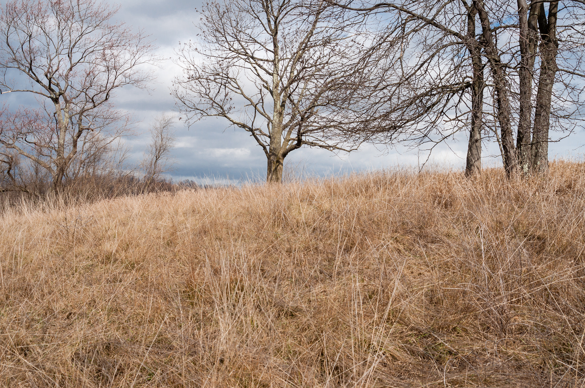 AF Zoom-Nikkor 28-80mm f/3.3-5.6G sample photo. Field photography