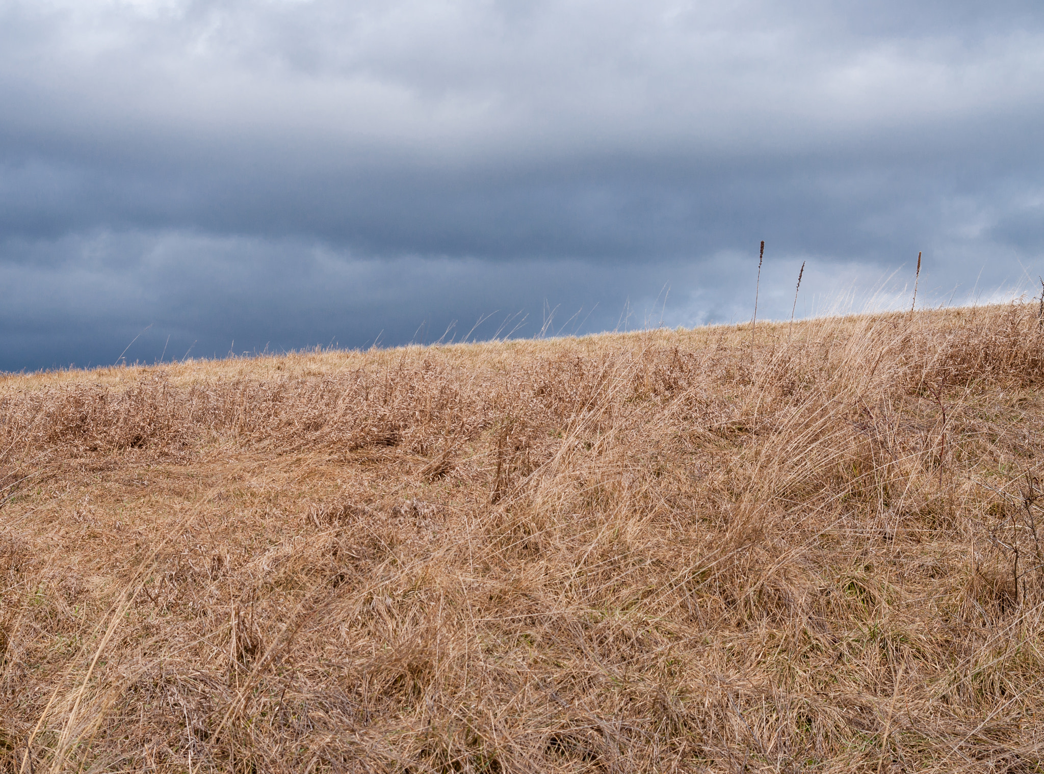 AF Zoom-Nikkor 28-80mm f/3.3-5.6G sample photo. Field photography