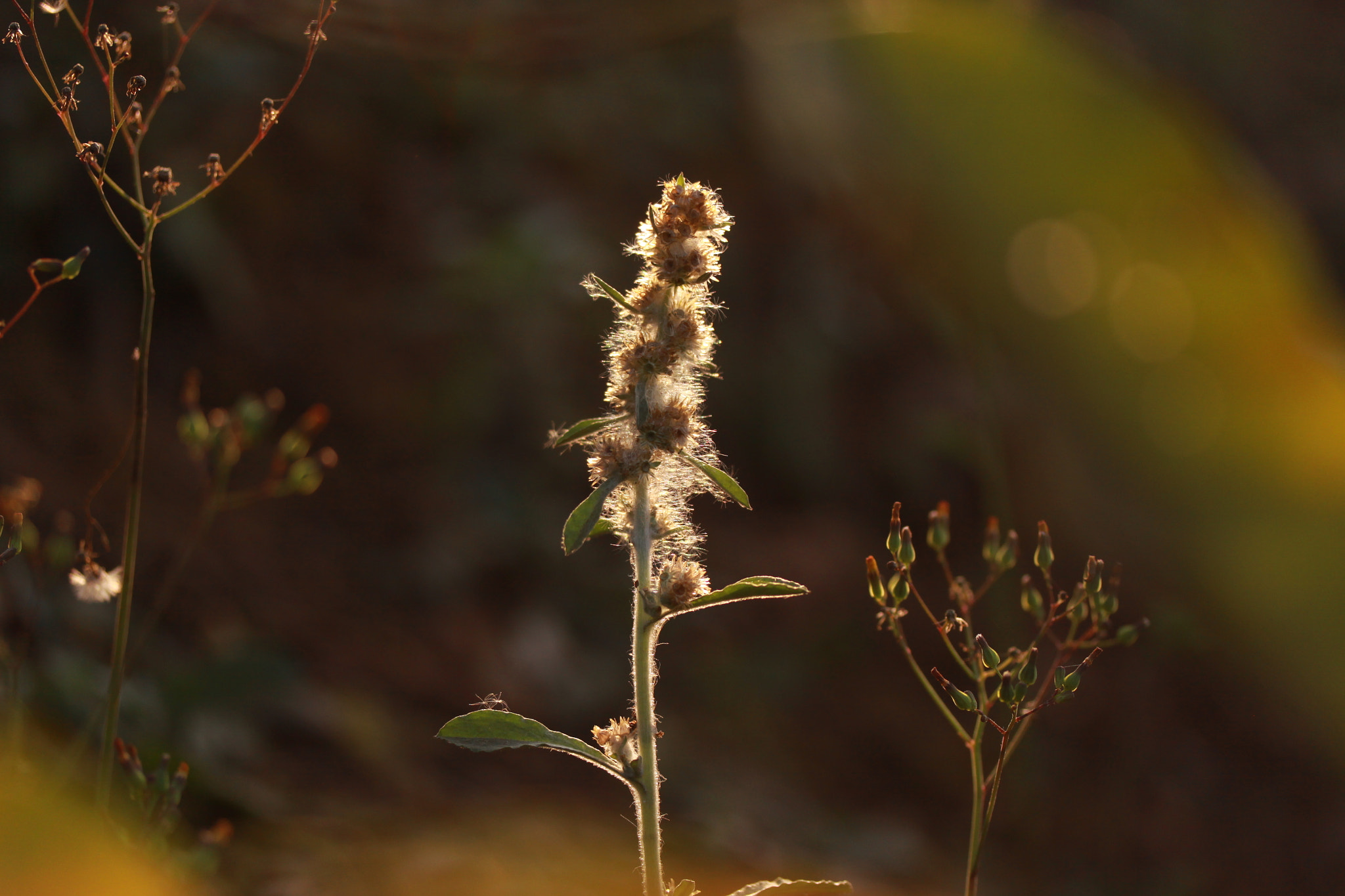 Canon EF-S 60mm F2.8 Macro USM sample photo. Los últimos rayos de sol... photography