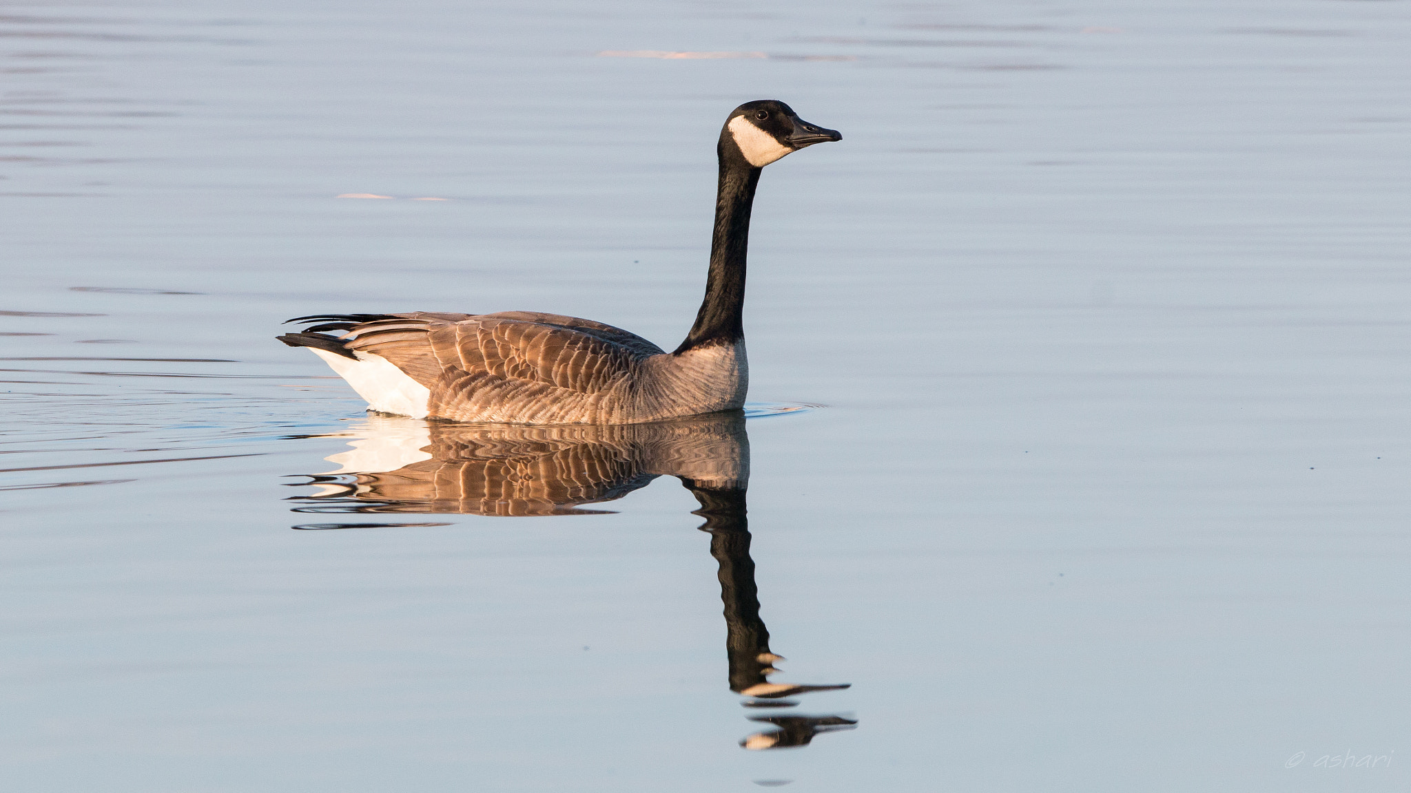 150-600mm F5-6.3 DG OS HSM | Contemporary 015 sample photo. Solitary photography