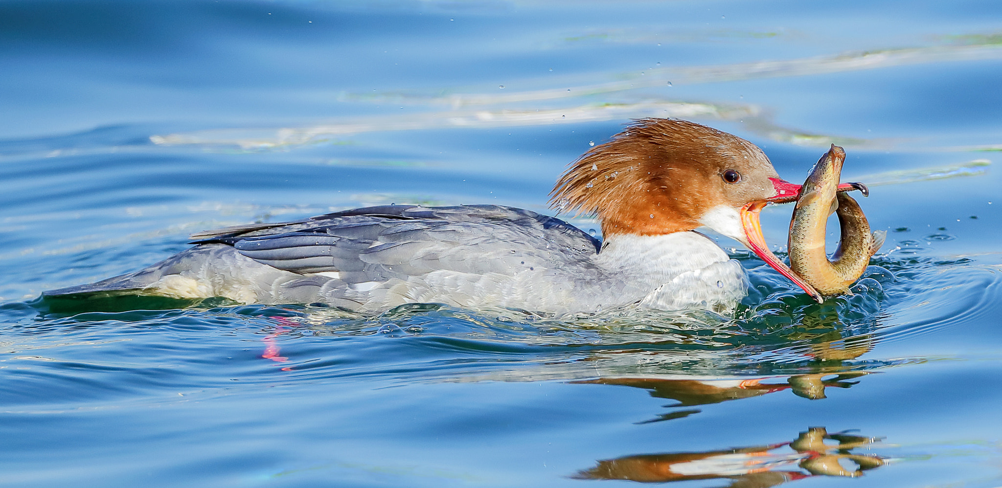 Canon EOS-1D X Mark II + Canon EF 800mm F5.6L IS USM sample photo