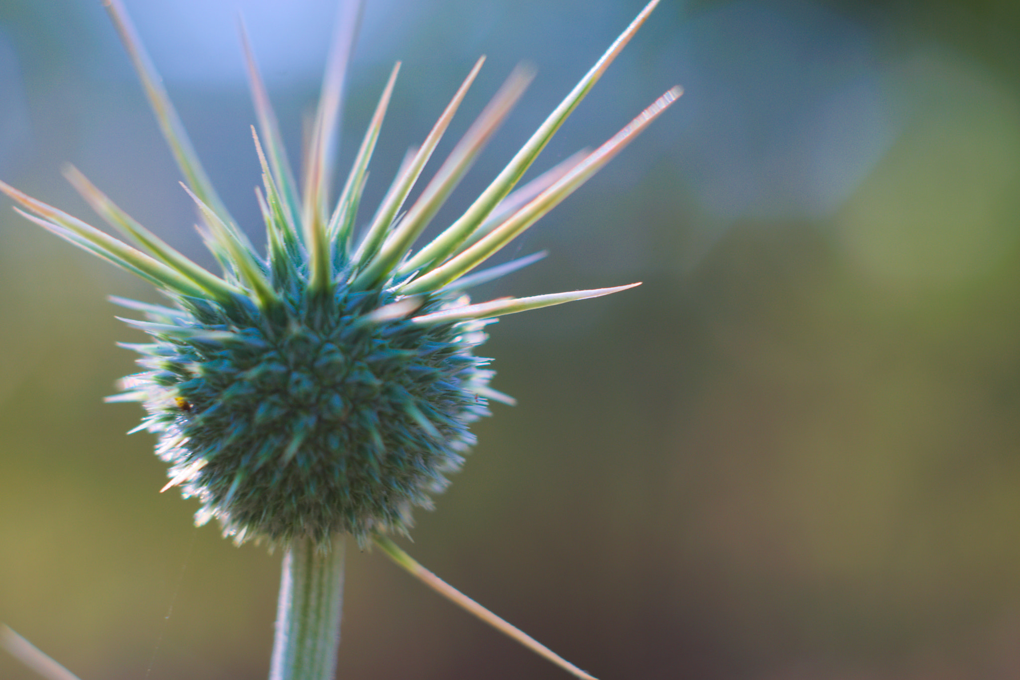 Nikon D3300 + Nikon AF Nikkor 50mm F1.8D sample photo. Thorns photography