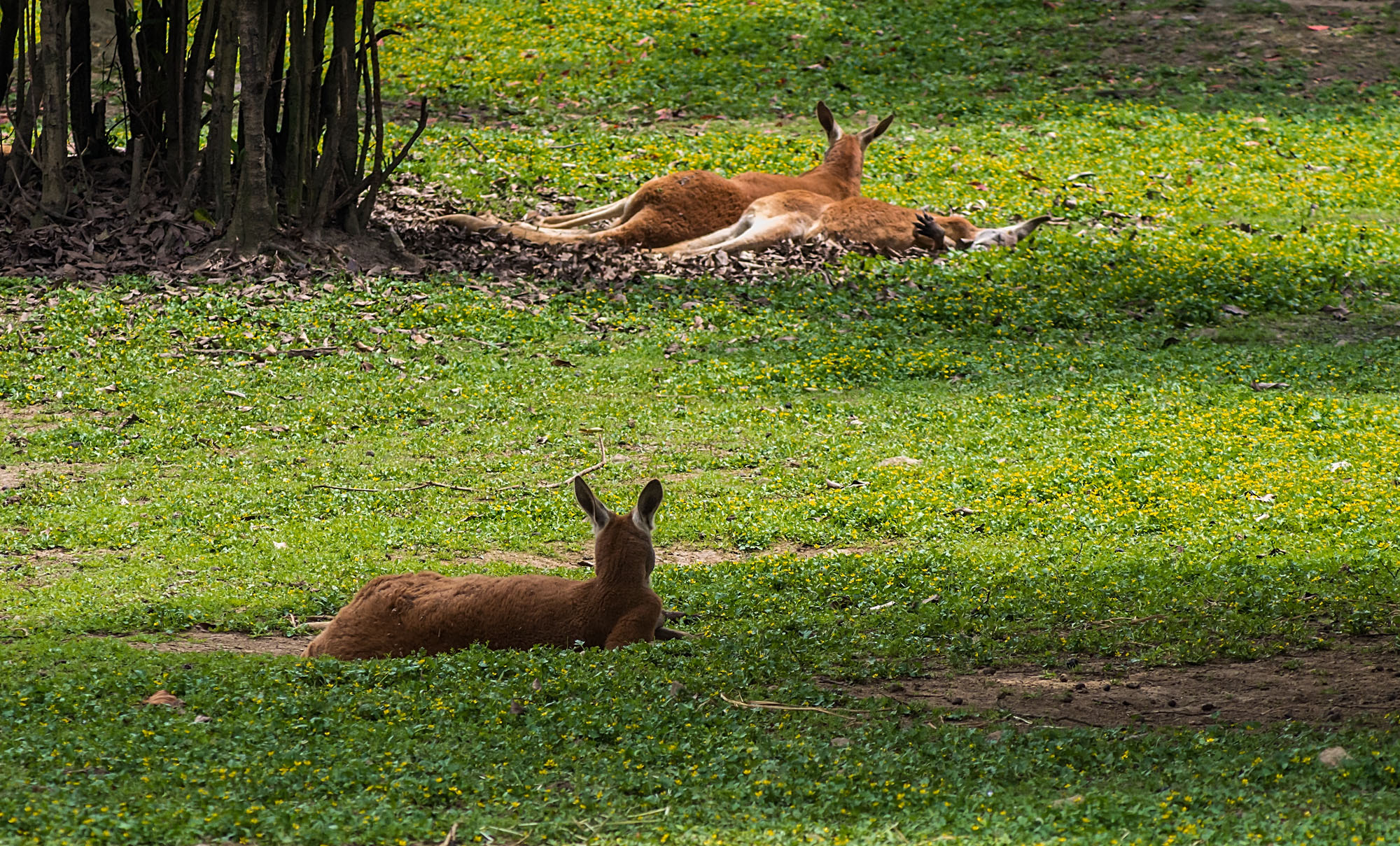 smc PENTAX-FA 100-300mm F4.5-5.6 sample photo