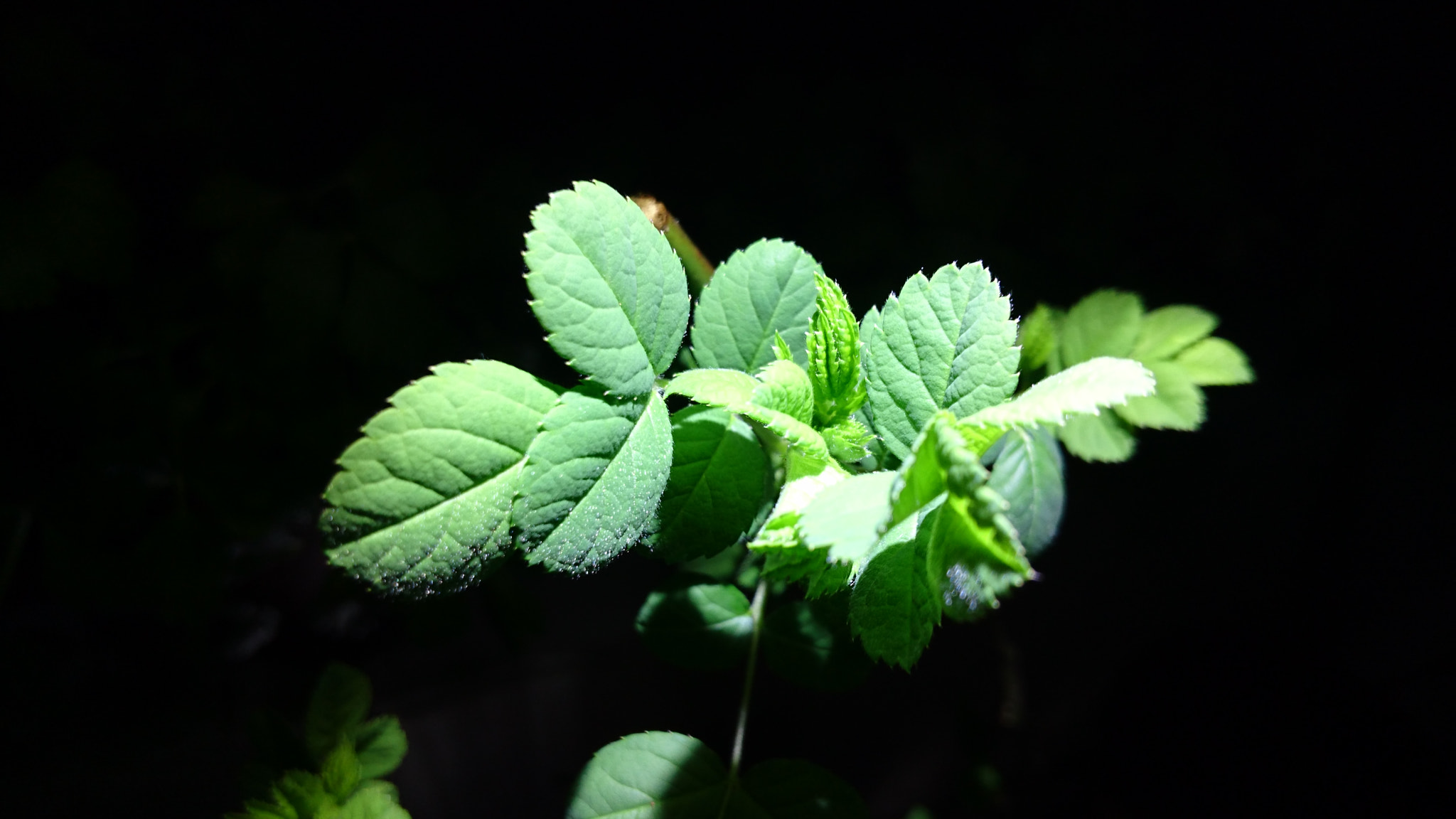 Sony Xperia Z3+ sample photo