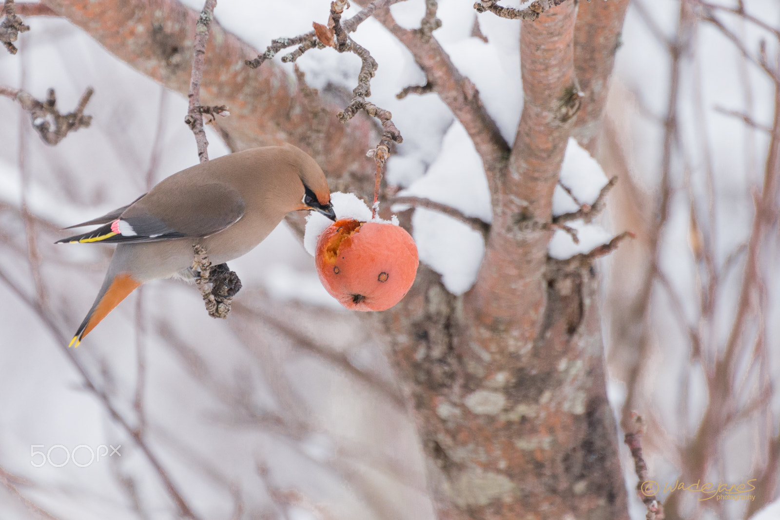 Nikon D800 sample photo. Bohemian waxwing photography