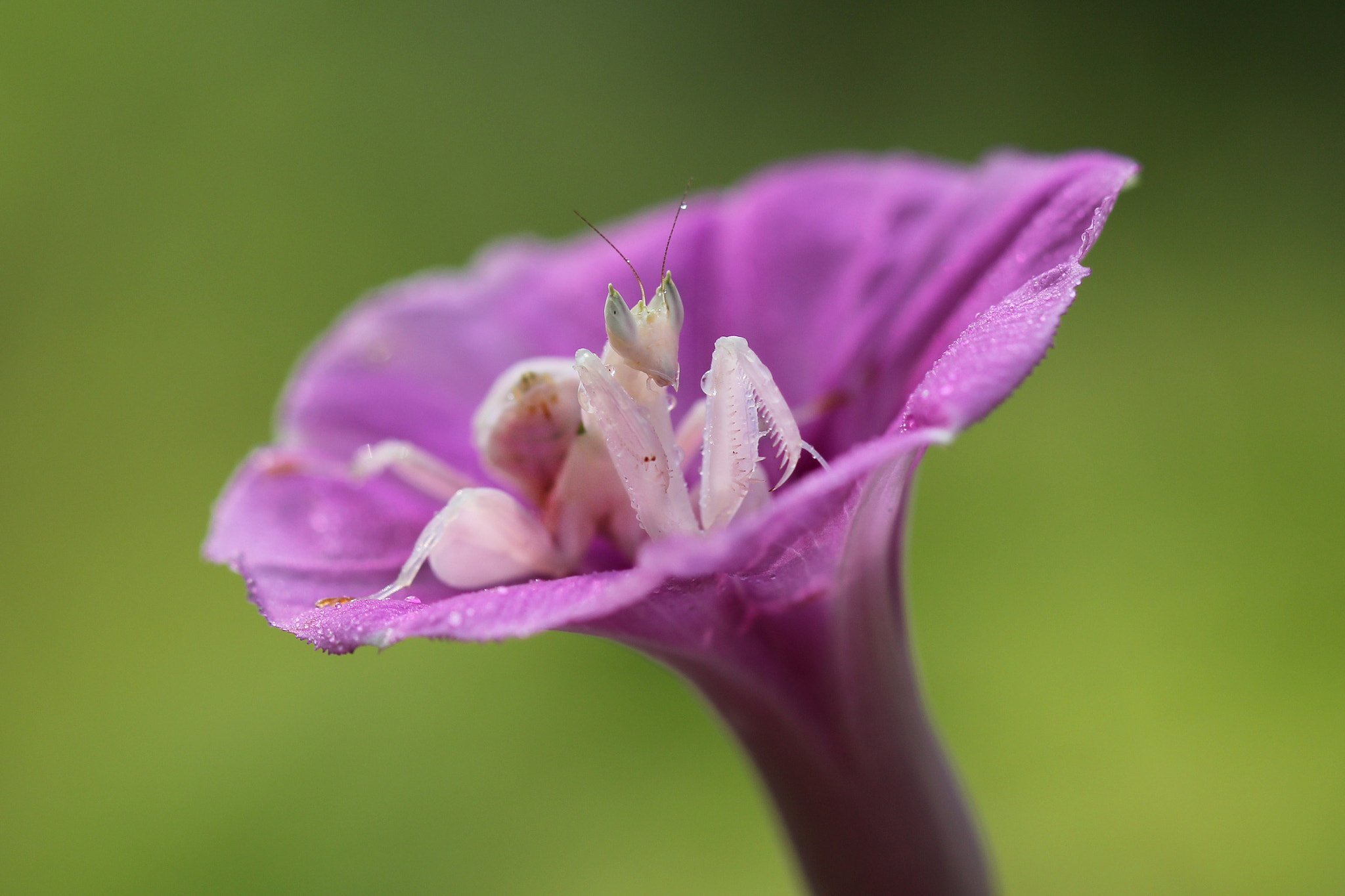 Canon EF 100mm F2.8 Macro USM sample photo. Rosaline photography