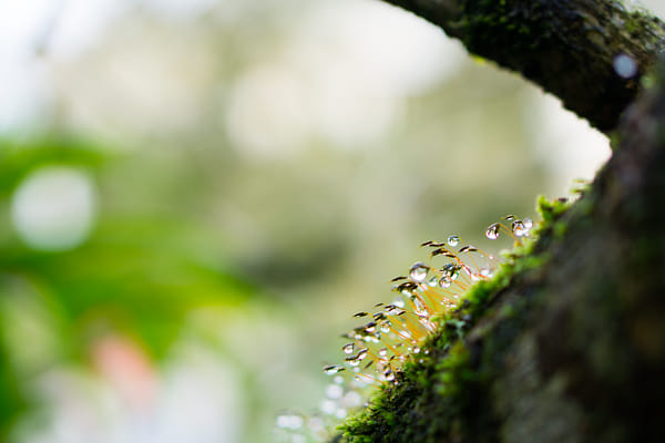 Glittery by Luan Lai on 500px.com