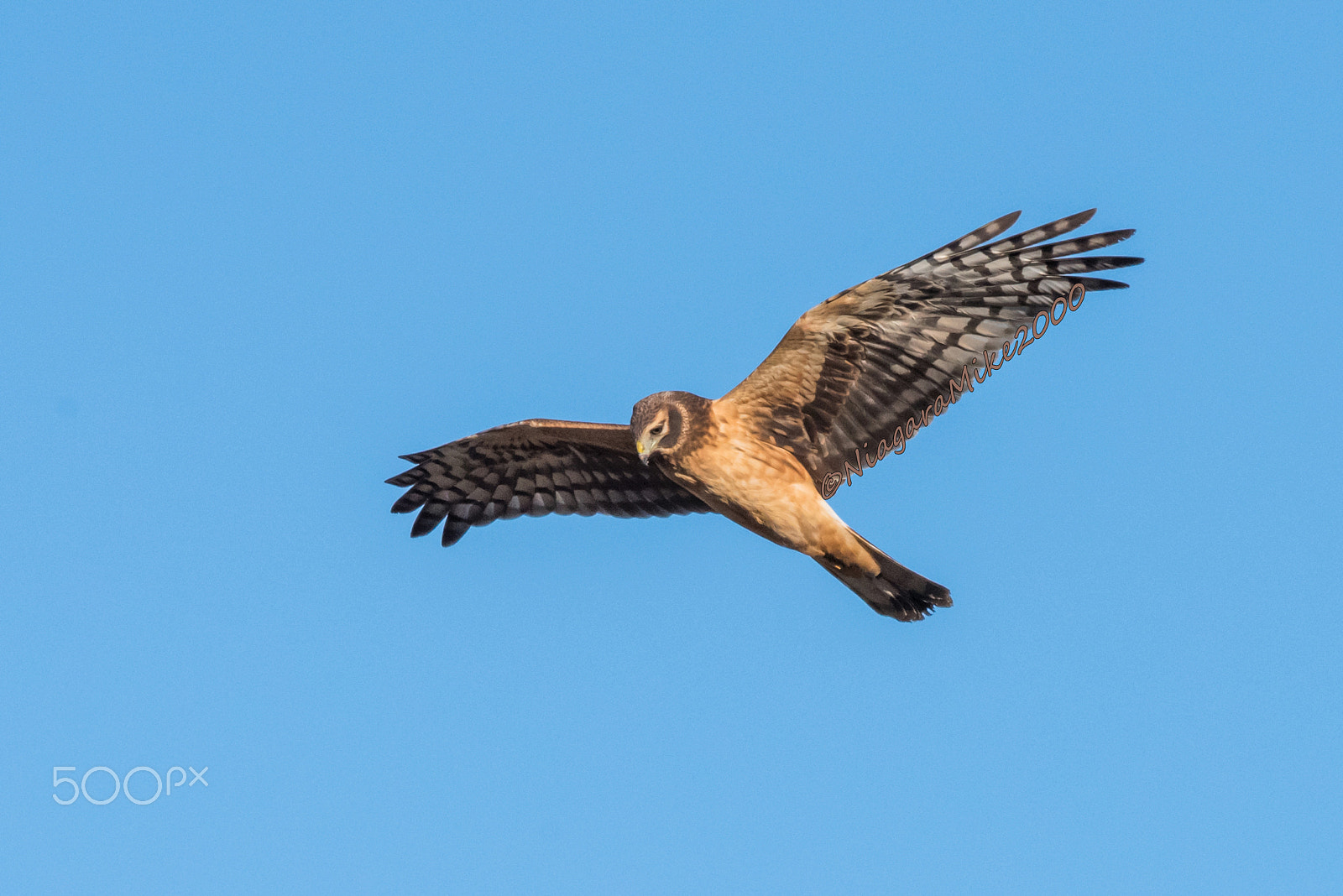 Nikon D810 + Nikon AF-S Nikkor 400mm F2.8E FL ED VR sample photo. Northern harrier hawk in a new location photography