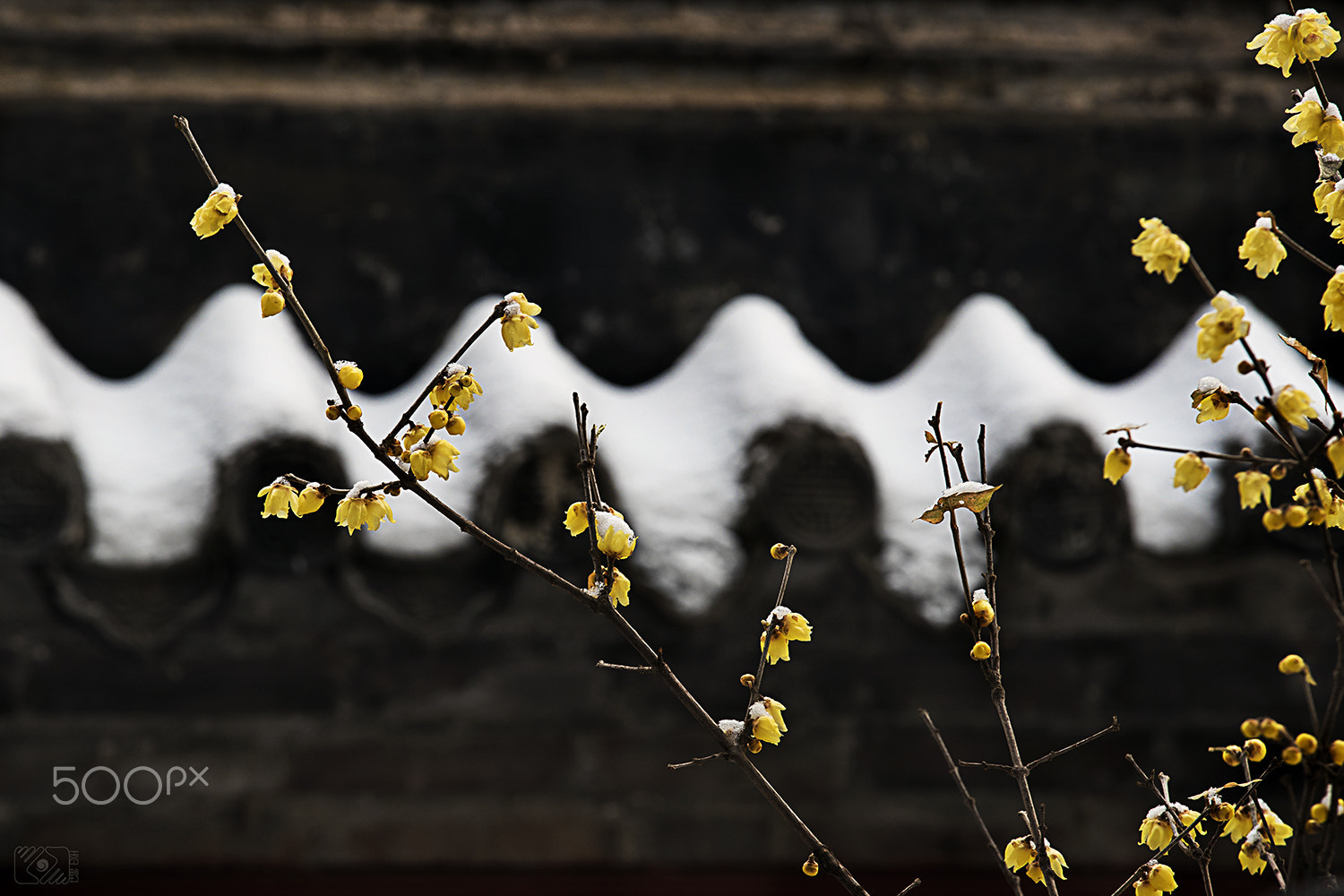 Canon EOS-1D X Mark II sample photo. 梅映雪 蕊凝香 (mei ying xue rui ningxiang) photography