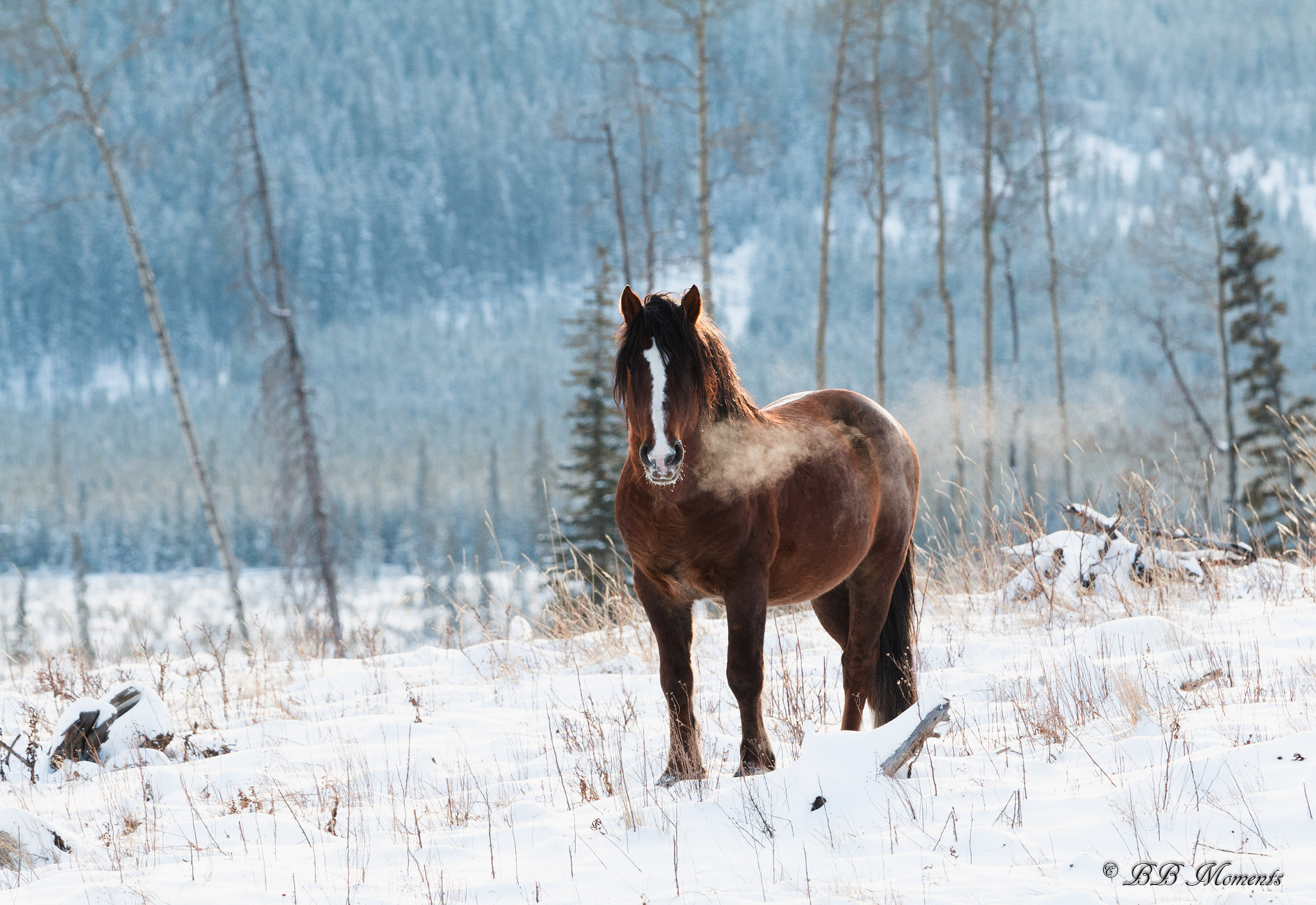 Canon EOS 70D + Canon EF 70-200mm F4L IS USM sample photo. Alberta wildies photography