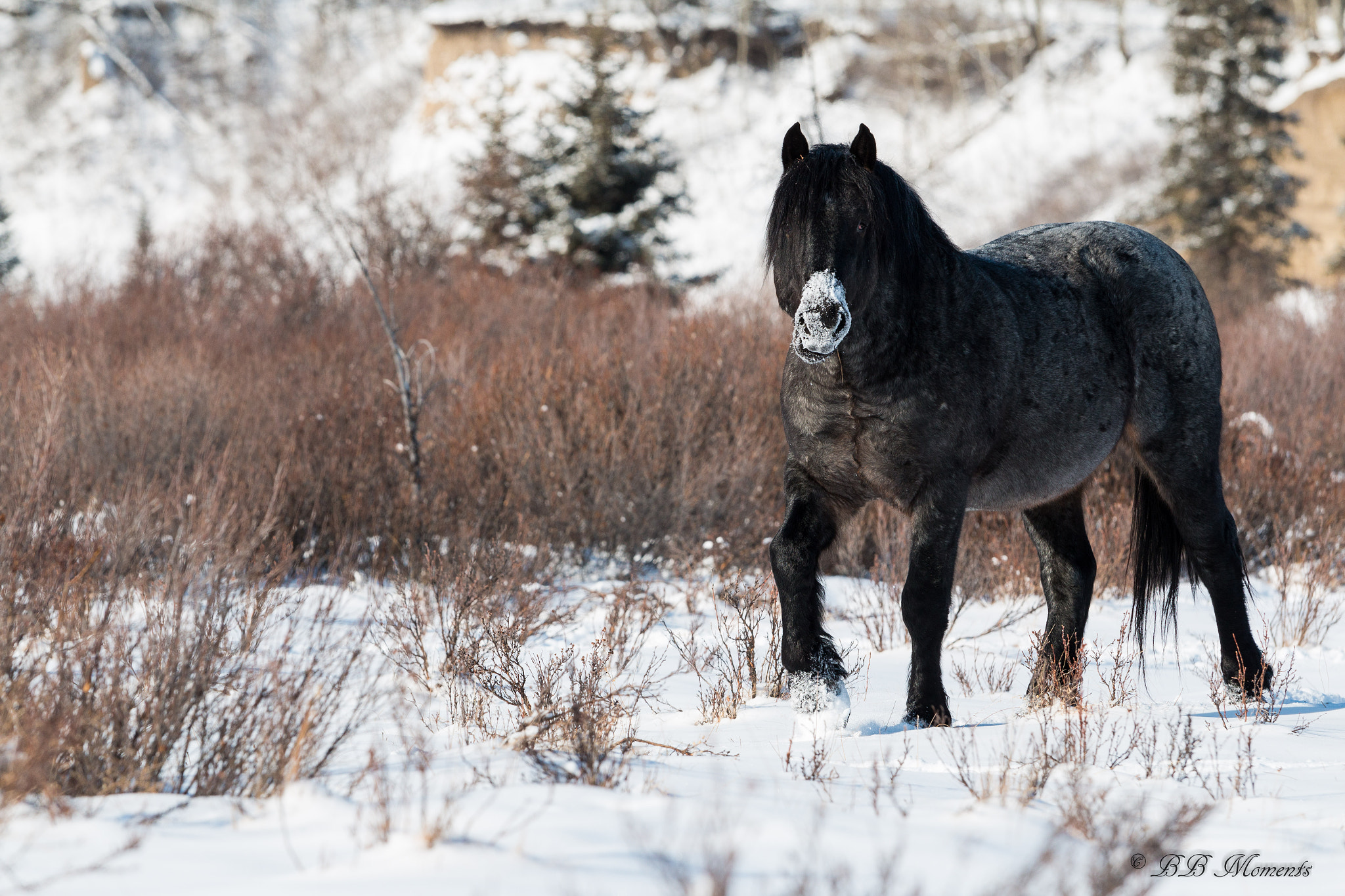 Canon EOS 70D + Canon EF 70-200mm F4L IS USM sample photo. Alberta wildies photography