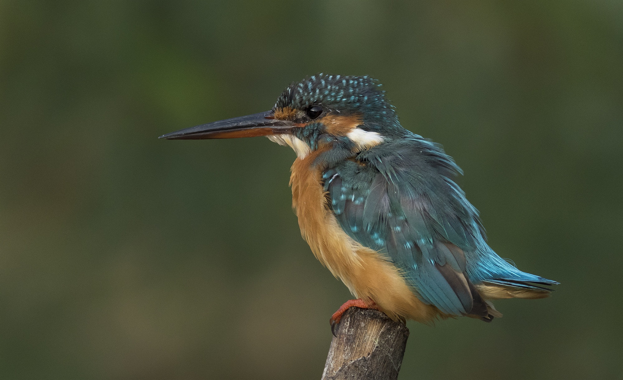 Canon EF 800mm F5.6L IS USM sample photo. The kingfisher photography