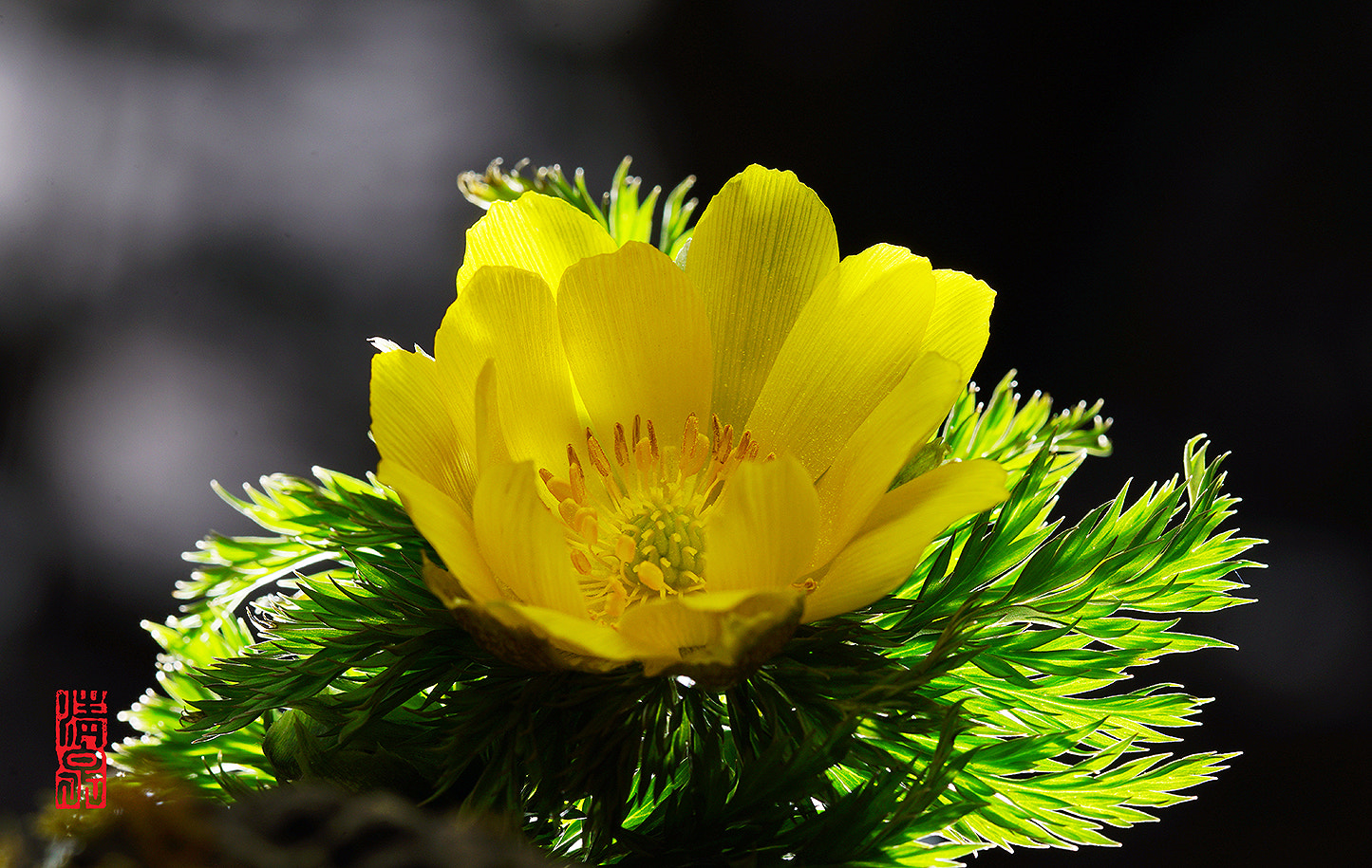 DT 100mm F2.8 SAM sample photo. An adonis photography