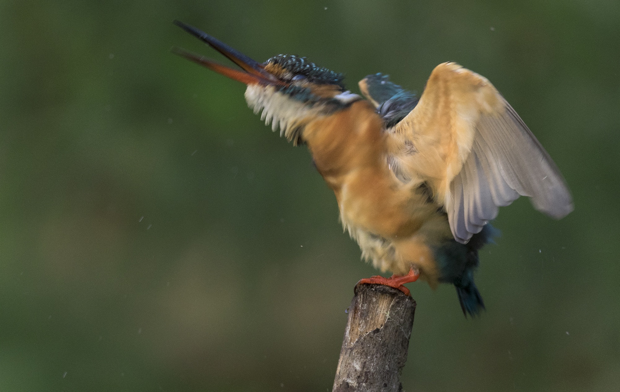 Canon EOS 7D Mark II + Canon EF 800mm F5.6L IS USM sample photo