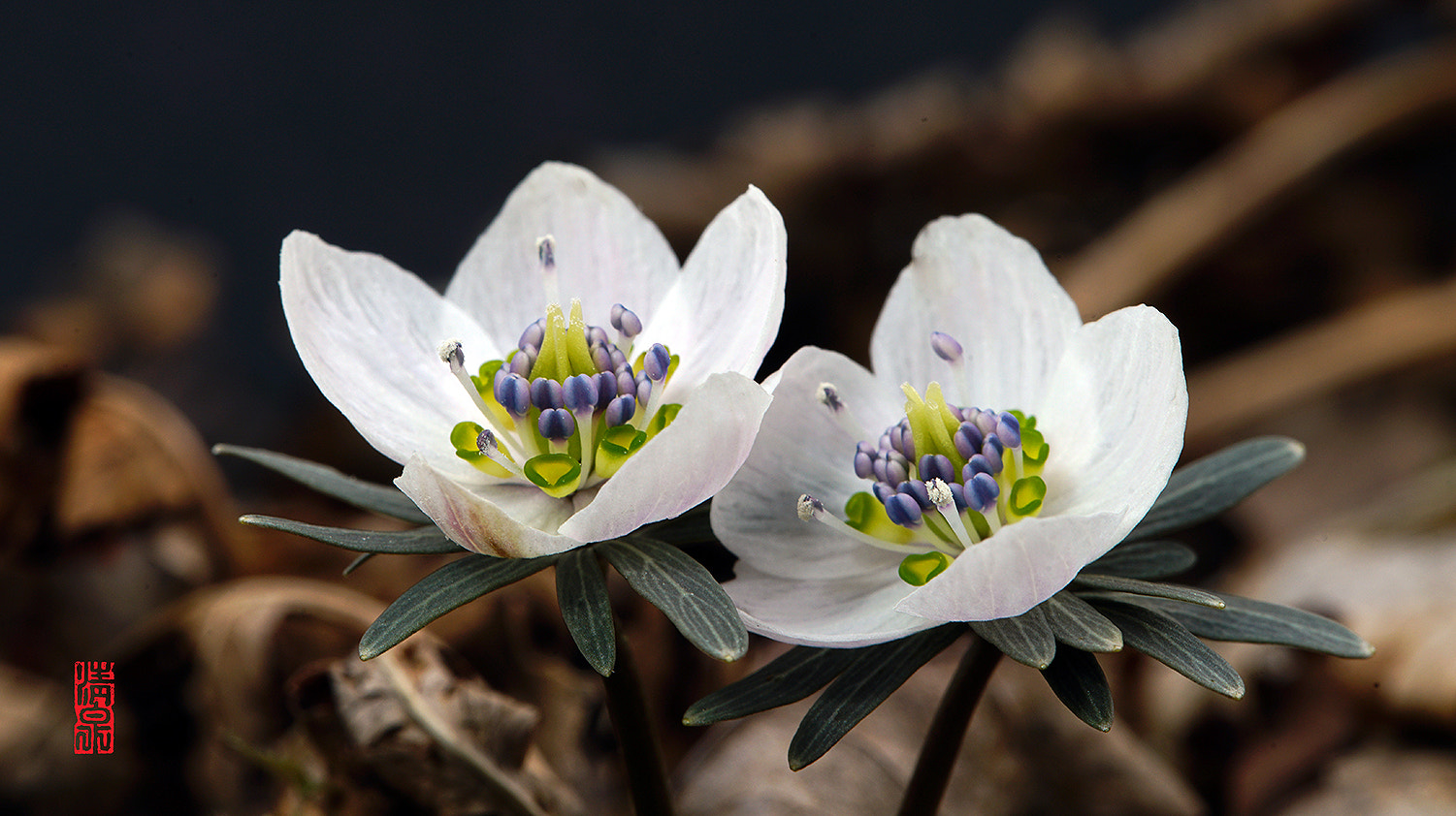 DT 100mm F2.8 SAM sample photo. Byeonsan winter aconite (eranthis byunsanensis) photography