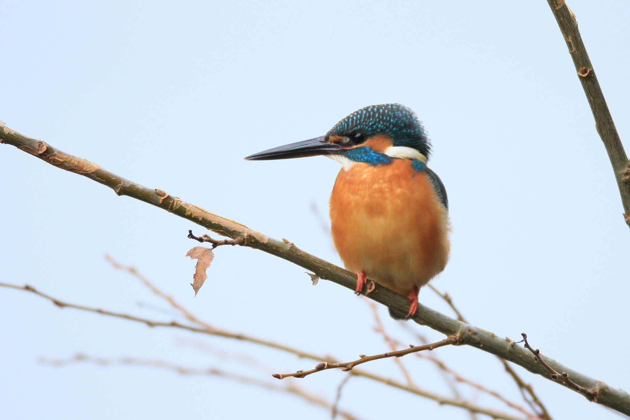 Canon EOS 7D Mark II + Canon EF 800mm F5.6L IS USM sample photo. カワセミ kingfisher  photography