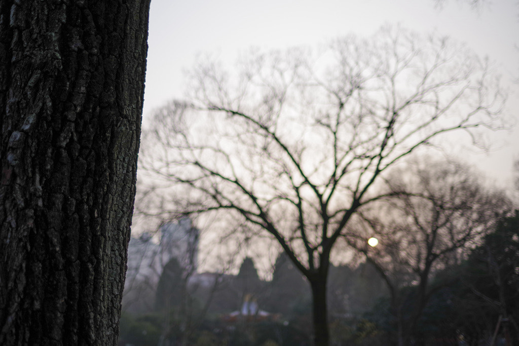 Pentax K-1 sample photo. Tree photography