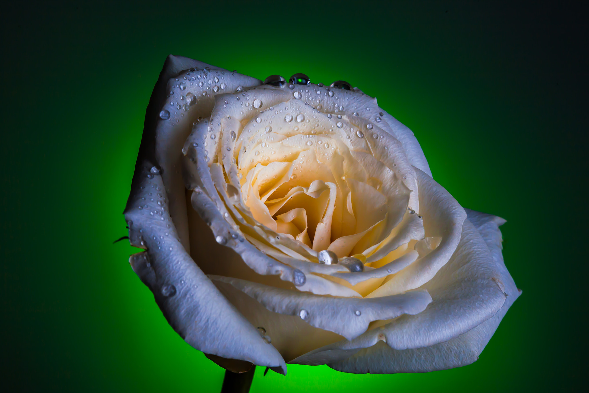 Canon EOS 5D sample photo. Rose photography