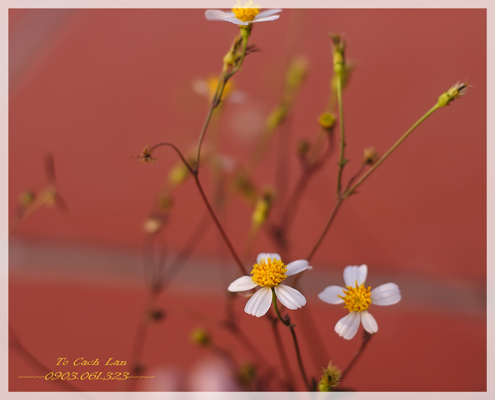 Nikon D300S + Nikon AF-S Nikkor 50mm F1.8G sample photo. Tcl photography