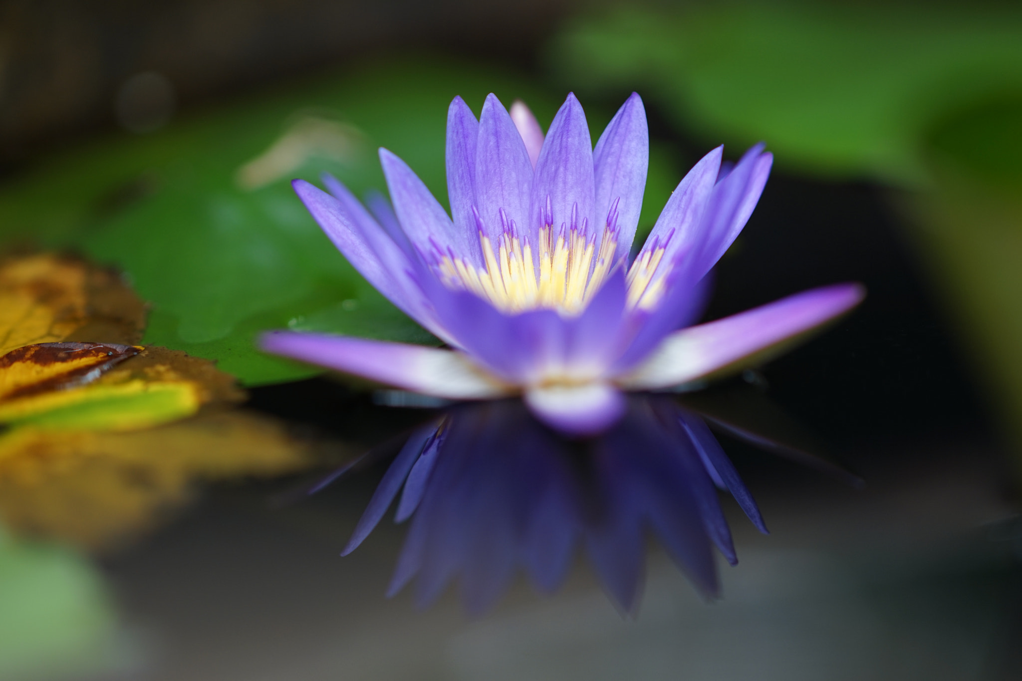 Sony Sonnar T* 135mm F1.8 ZA sample photo. 32283911453.jpg photography
