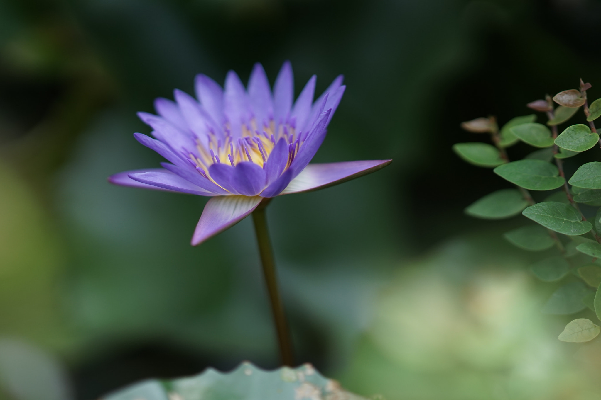 Sony Sonnar T* 135mm F1.8 ZA sample photo. 32716658830.jpg photography